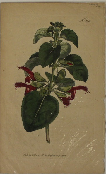 Botanical, Curtis William, BM, Salvia Formosa Shining Leaves, c1797