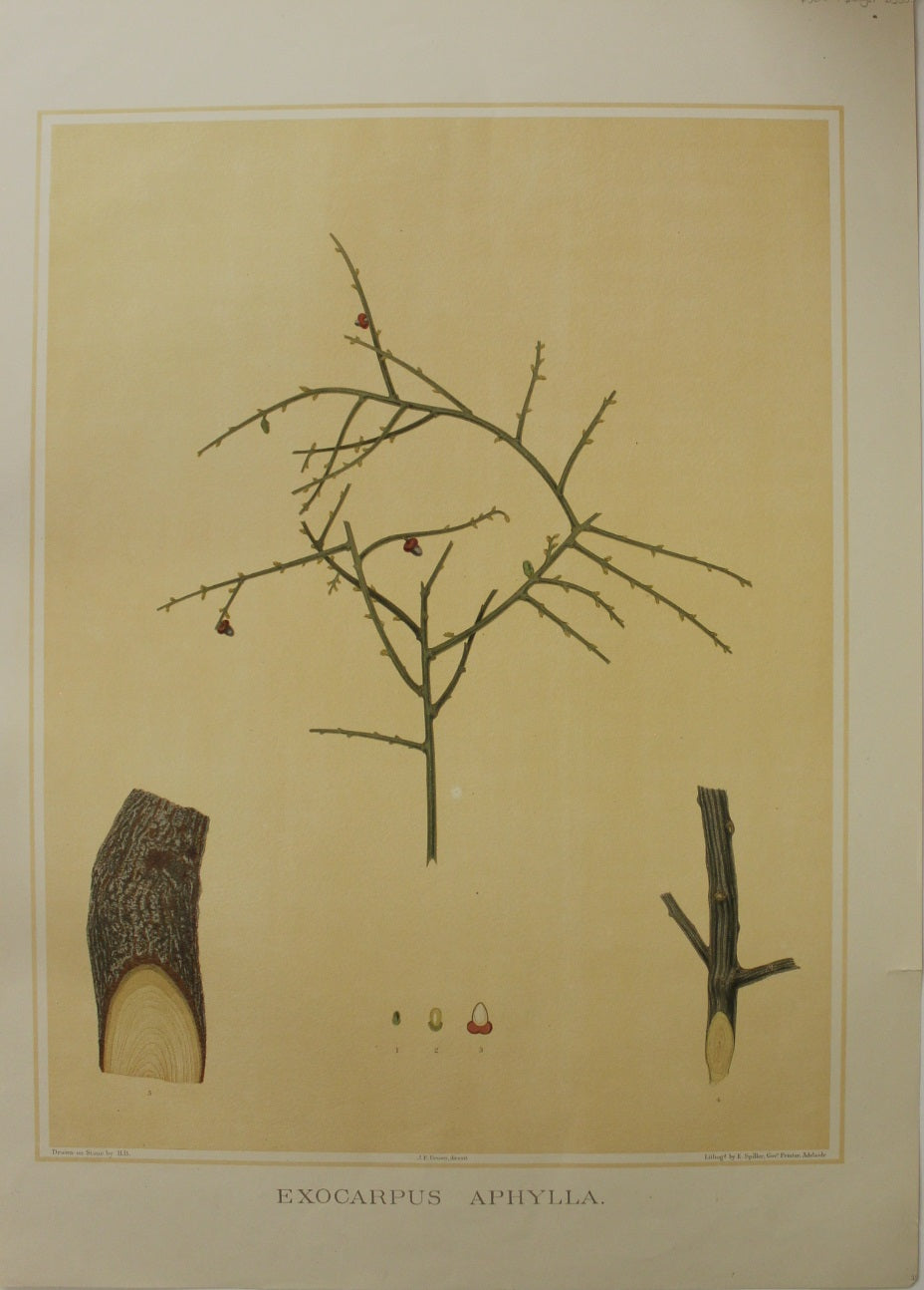 Botanical, Brown John Ednie Exocarpus Aphylla, chromolithograph, 1882 - 1890