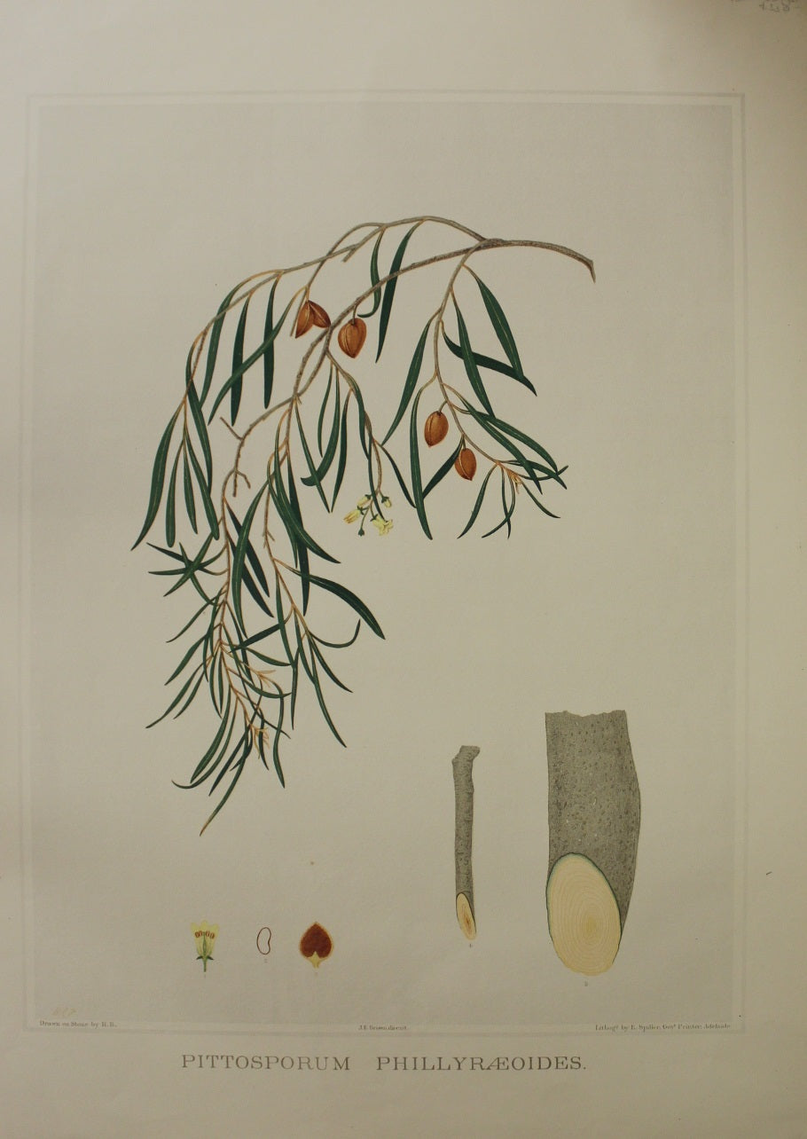 Botanical, Brown John Ednie, Pittosporum Phillyraeoides , Chromolithograph, 1882-1890