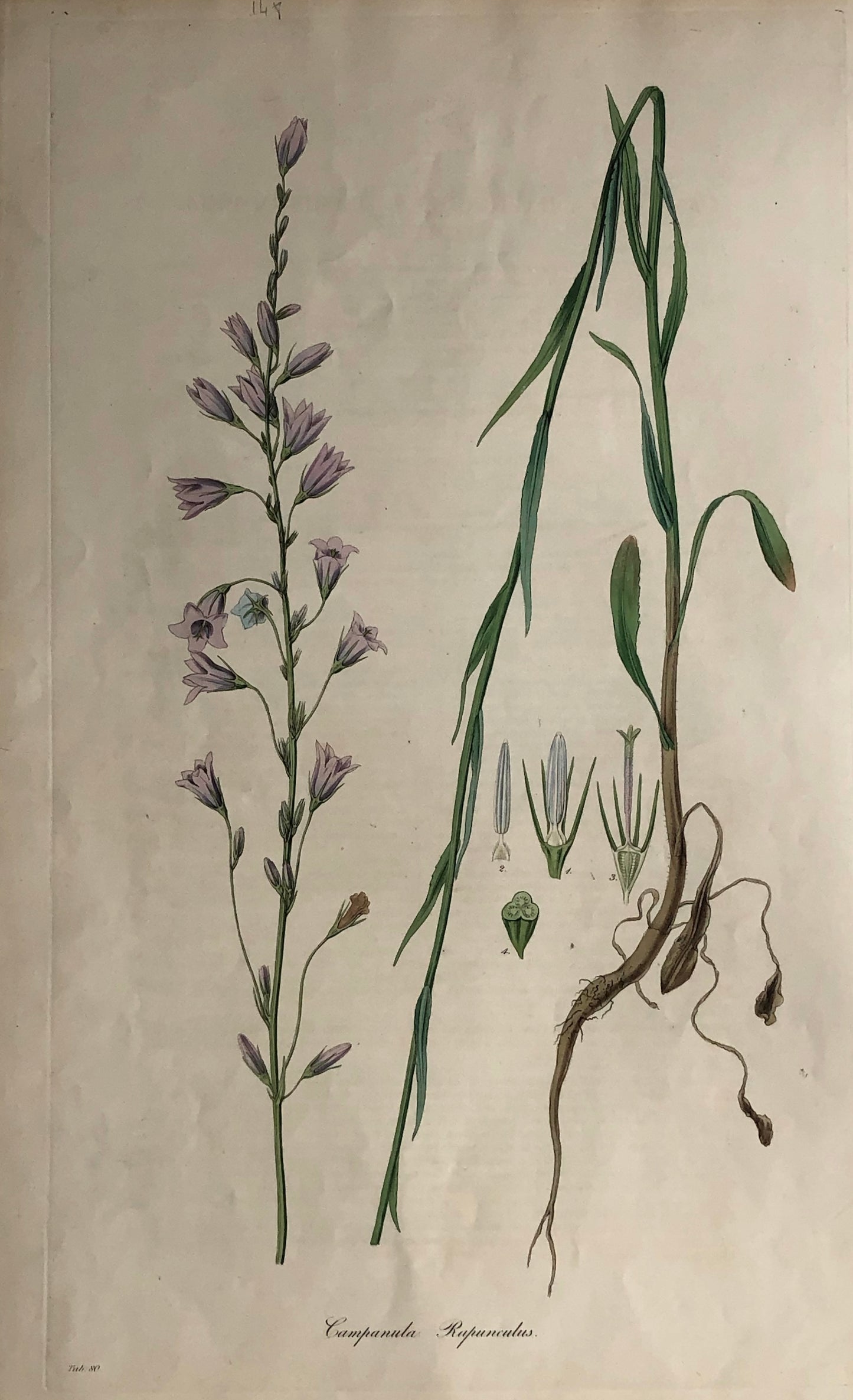 Botanical, Curtis, William, Campanula Rapunculus, Flora Londinensis c1817
