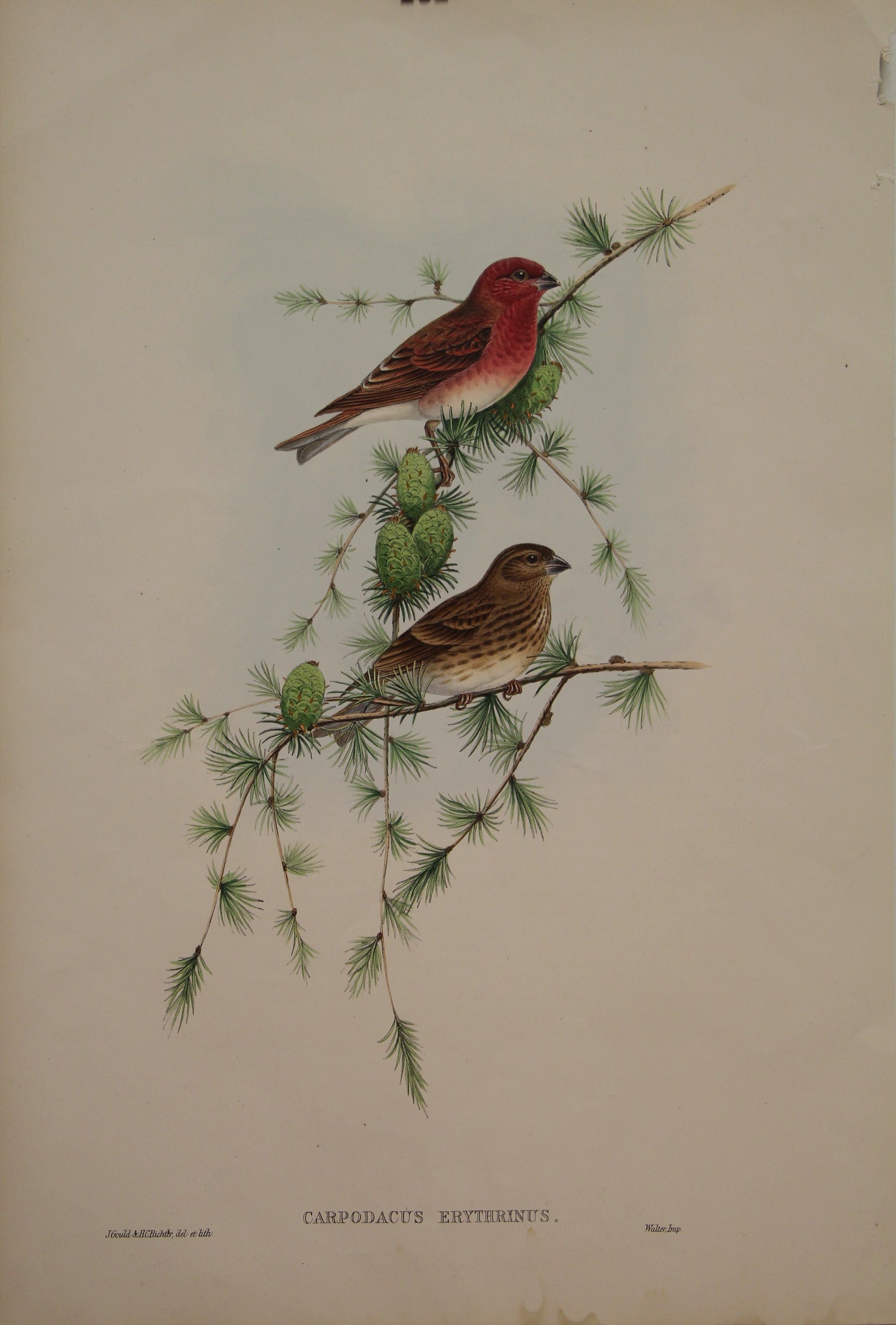 Bird, Gould, John, Carpodacus Erythrinus , 1875 - 1888