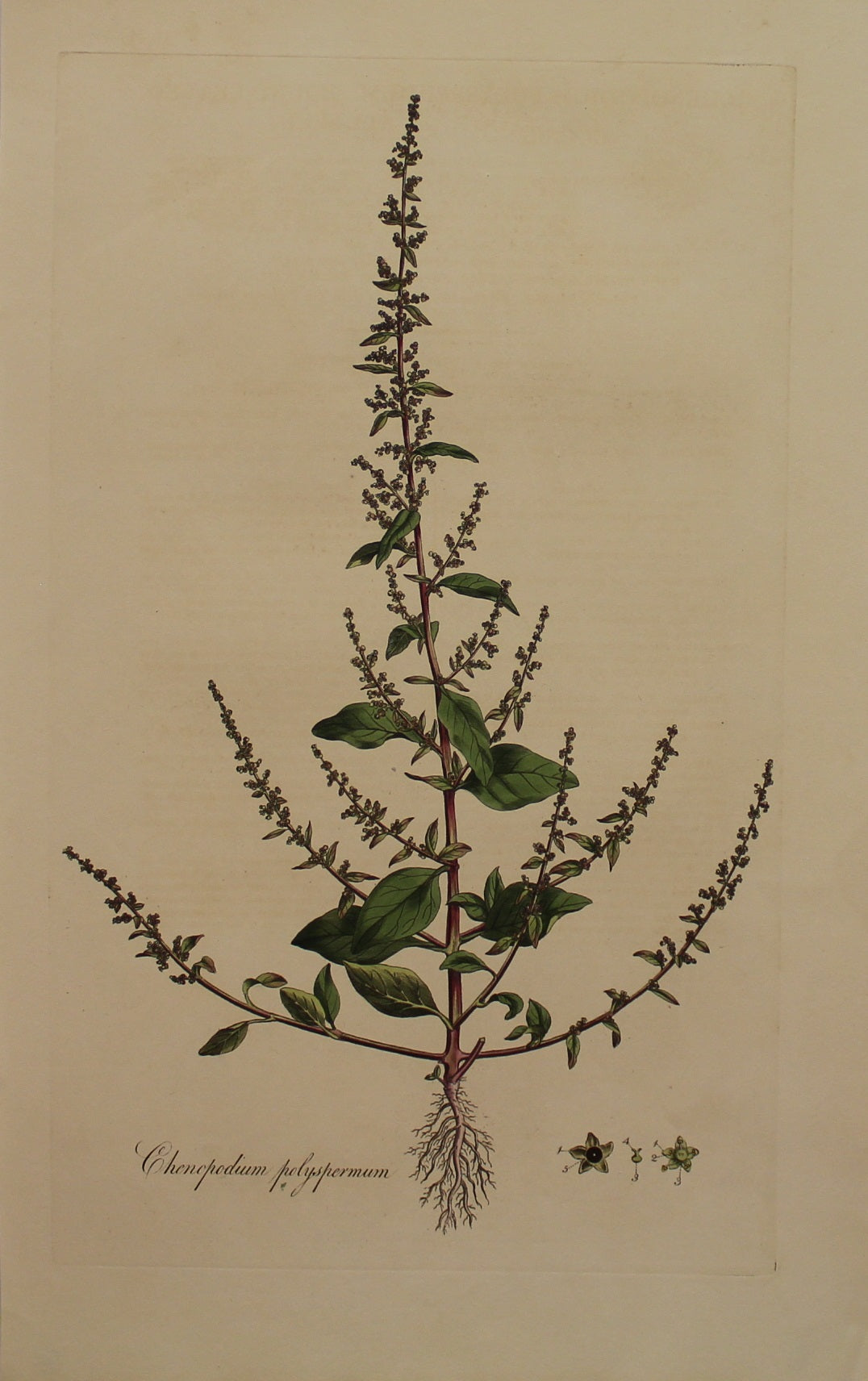 Botanical, Curtis William, Chenopodium Polyspermum, Round-Leaved Goosefoot or All-Seed, Flora Londonensis, c1817
