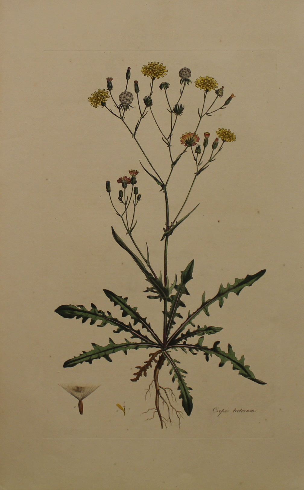Botanical, Curtis William, Crepis Tectorum, Smooth Hawks Beard, Flora Londonensis, c1817