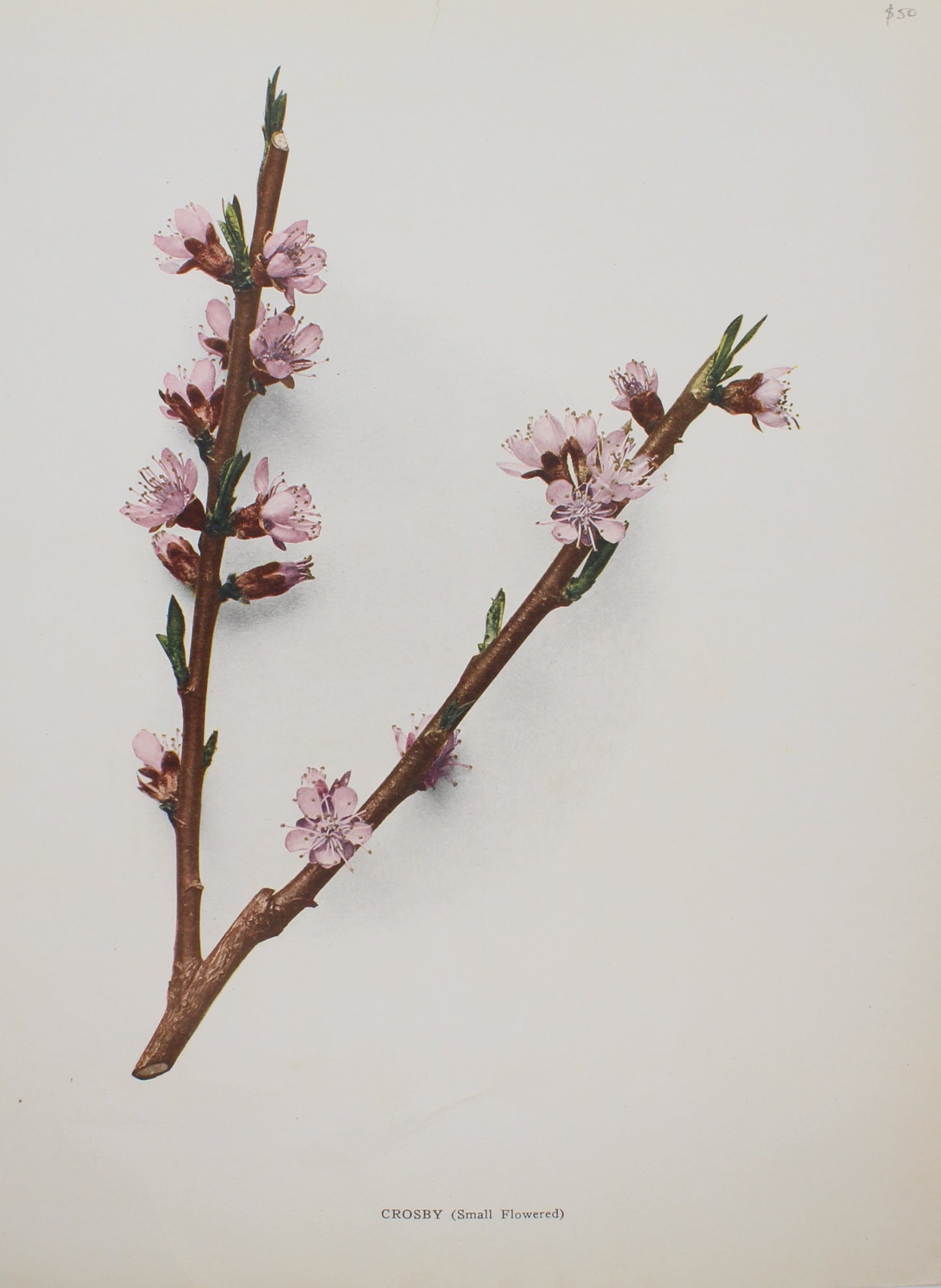 Botanical, Fruit, Crosby Blossom, Peach, c1920