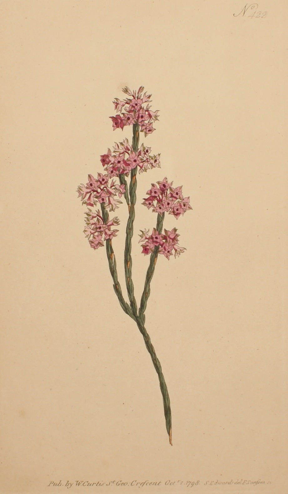 Botanical, Curtis William, BM, Articular Heath, 1797