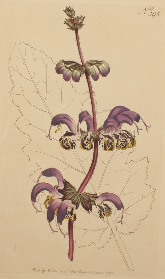 Botanical, Curtis William, BM, Indian Sage, 1798