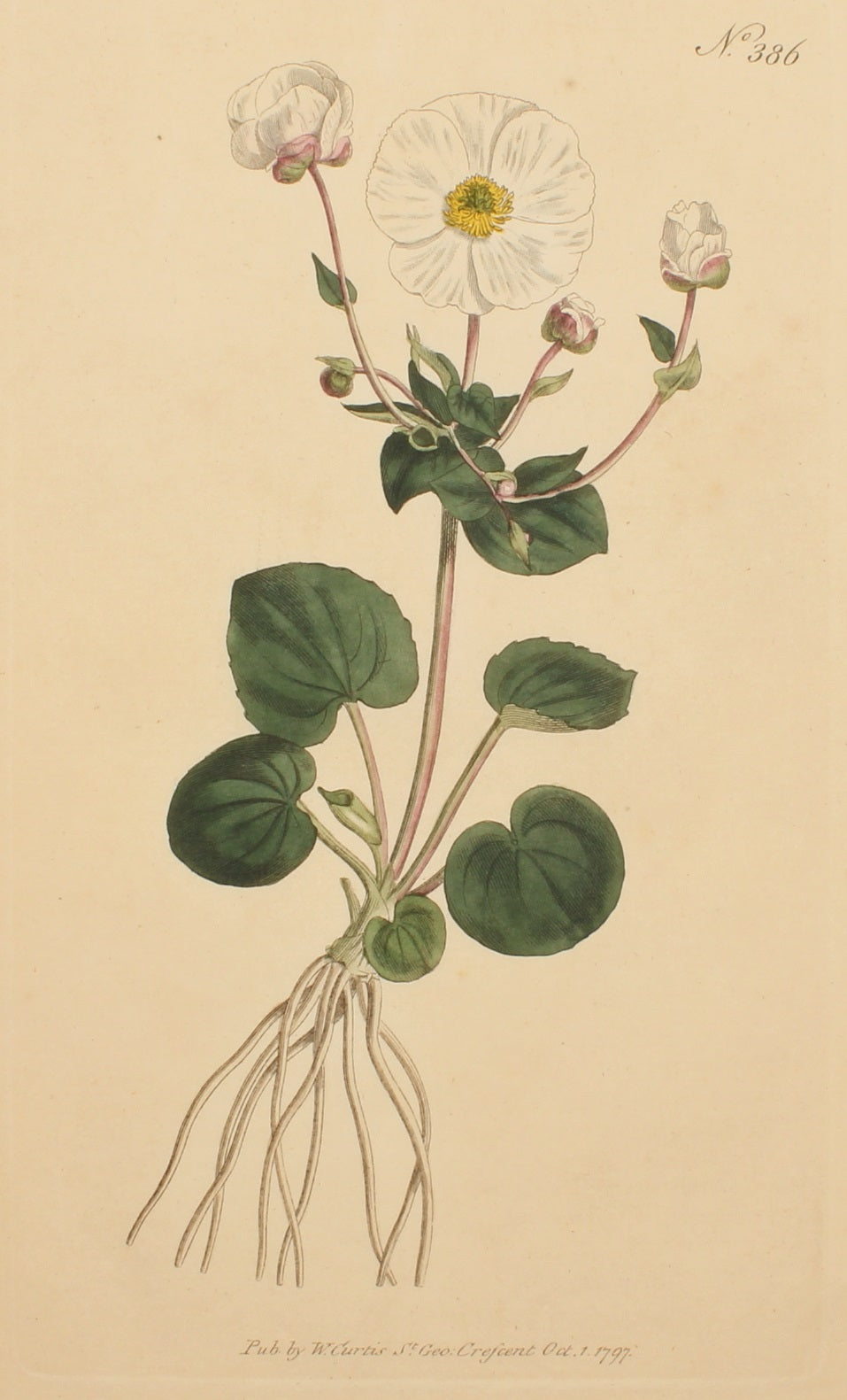 Botanical, Curtis William, BM, Parnaassia-Leaved Crowfoot, 1797