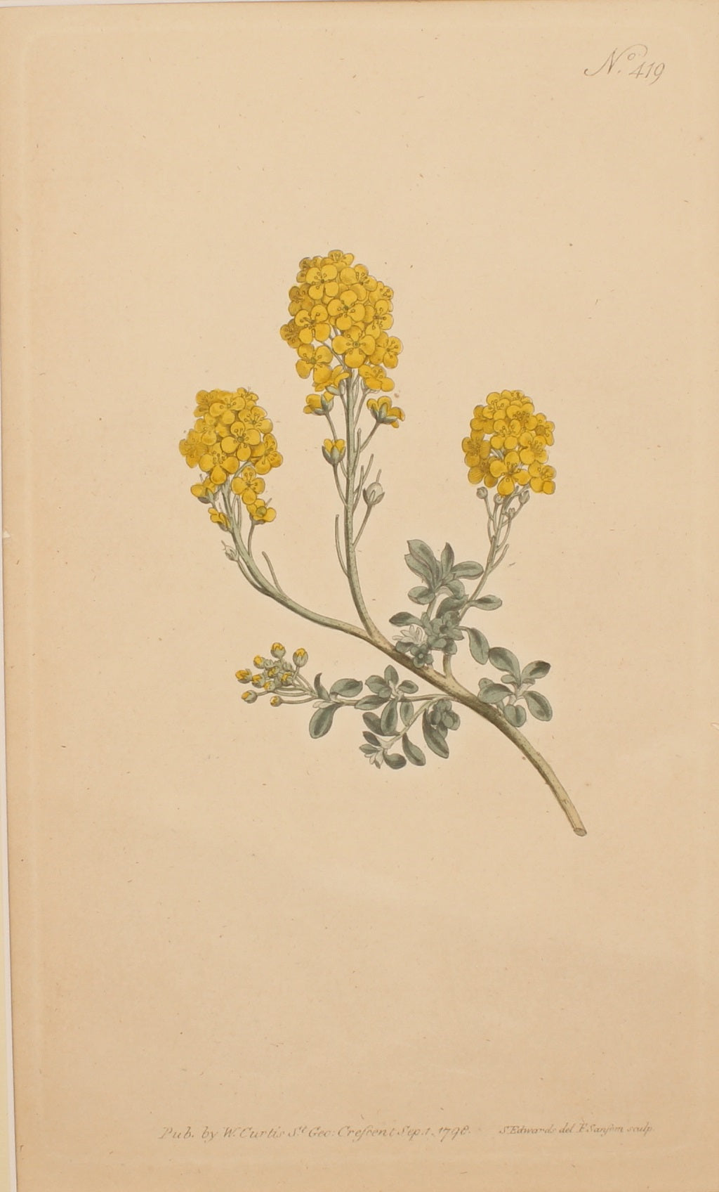 Botanical, Curtis William, BM, Mountain Alyssium,1798