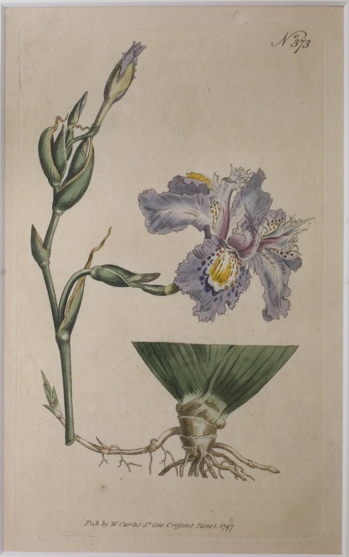 Botanical, Curtis William, BM, Chinese Iris ,1797