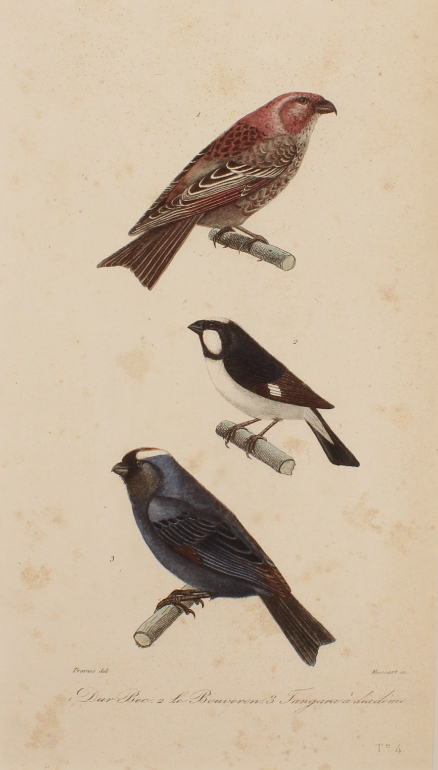 Bird: de Buffon, Birds by George-Louis Leclerc Comte de Buffon, c 1789