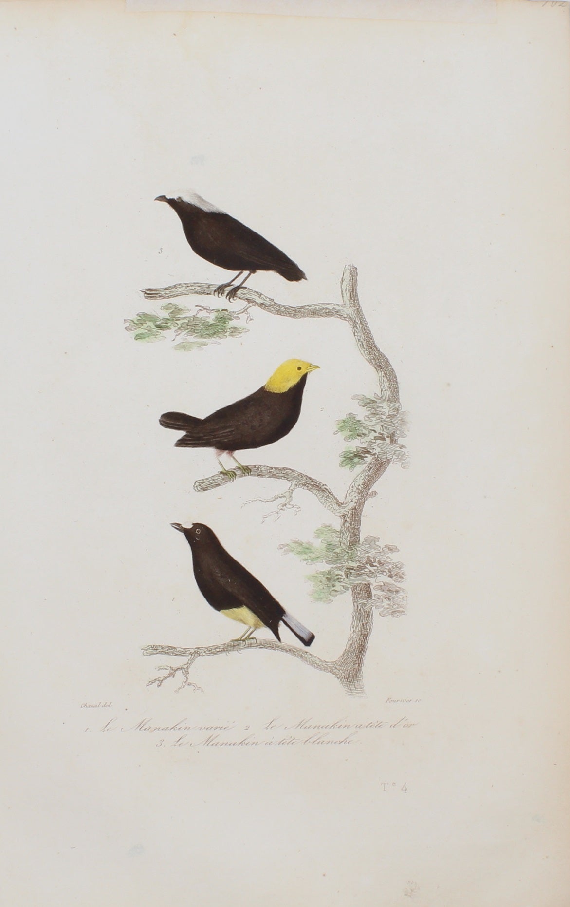 Bird: de Buffon, Birds by George-Louis Leclerc Comte de Buffon, c 1789
