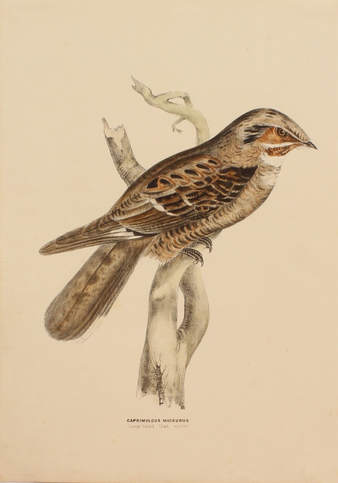 Bird, Diggles, Silvester, Large Tailed Goat Sucker, published in Brisbane, 1886 -1870