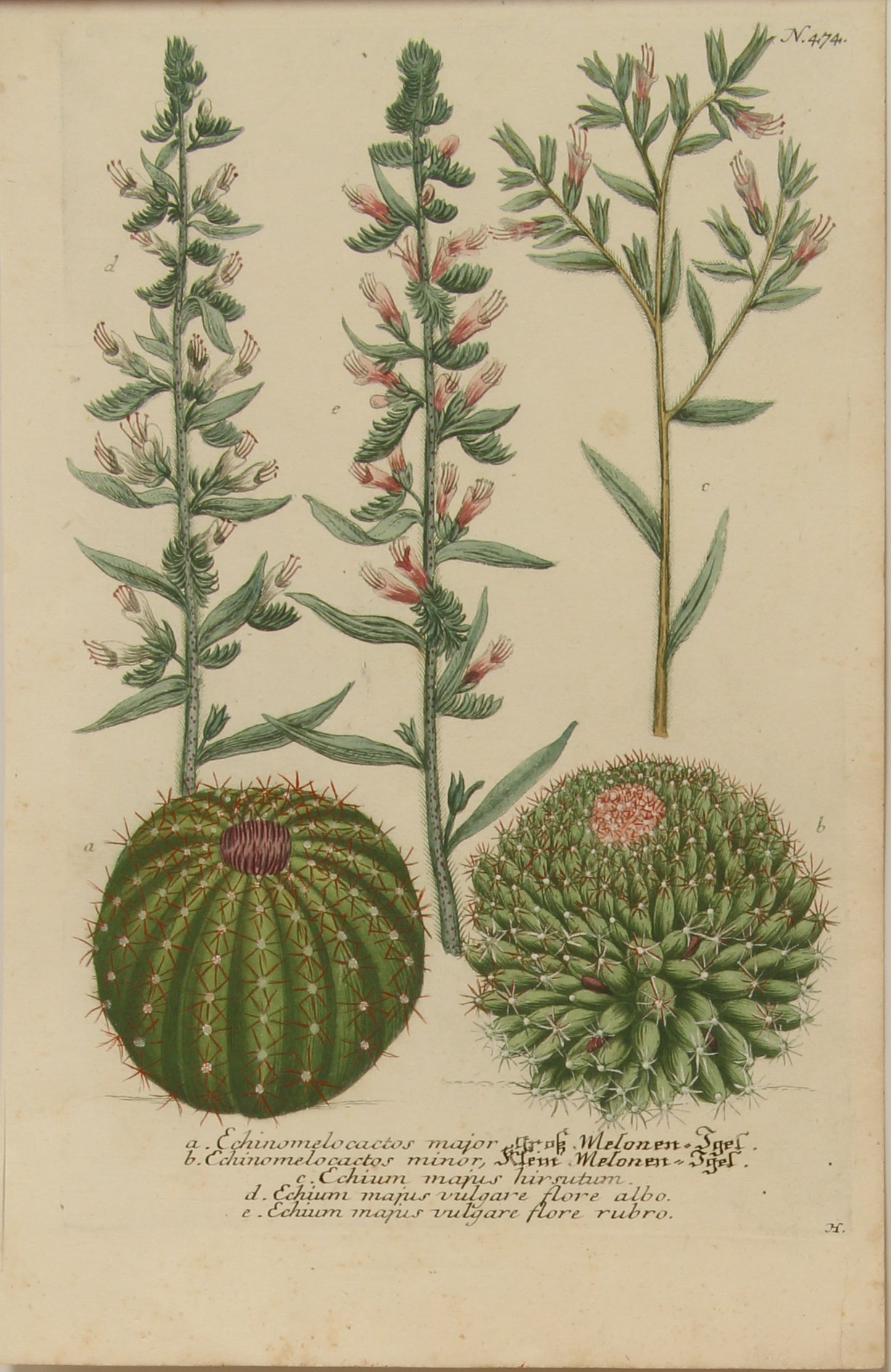 Botanical, Weinmann, Johann Wilhelm: Ehinomelo Cactos, Phytanthoza Iconographia, c1737