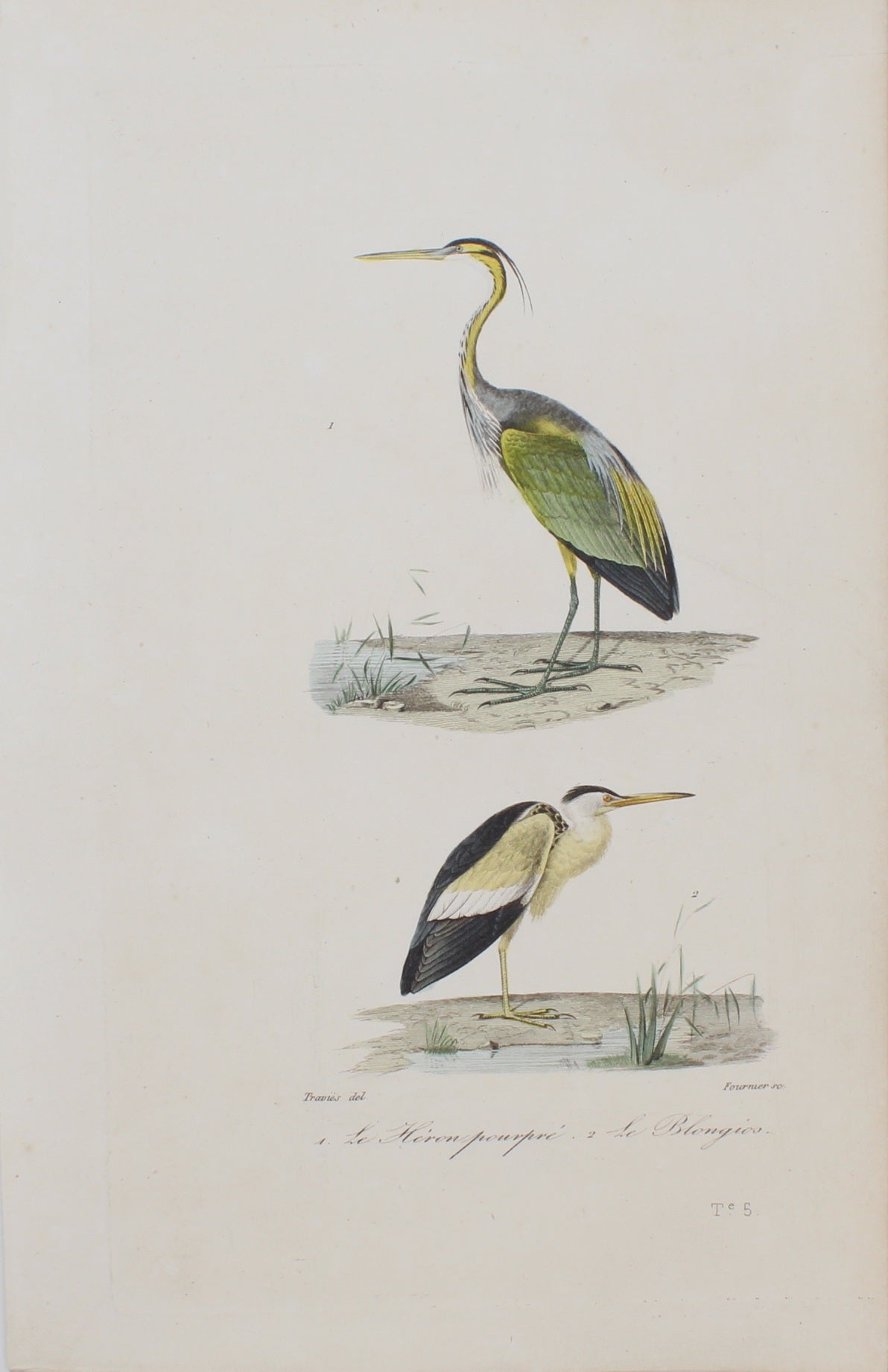 Bird: de Buffon, Birds by George-Louis Leclerc, Heron, Comte de Buffon, c 1789