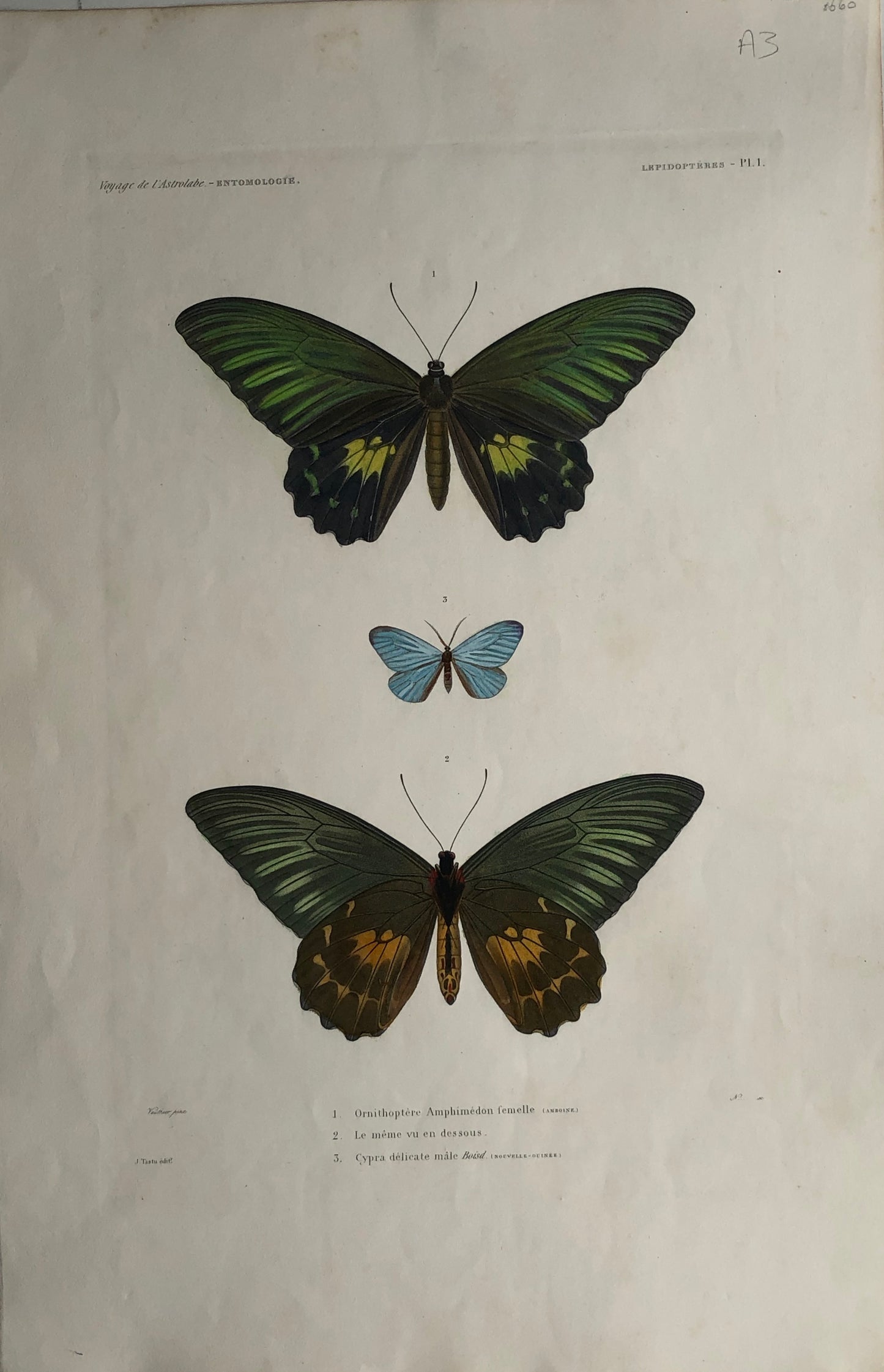 ASTROLABE: Butterfies: TATSU J. Paris, Copperplate Engraving 1826-1829: Australia and NZ