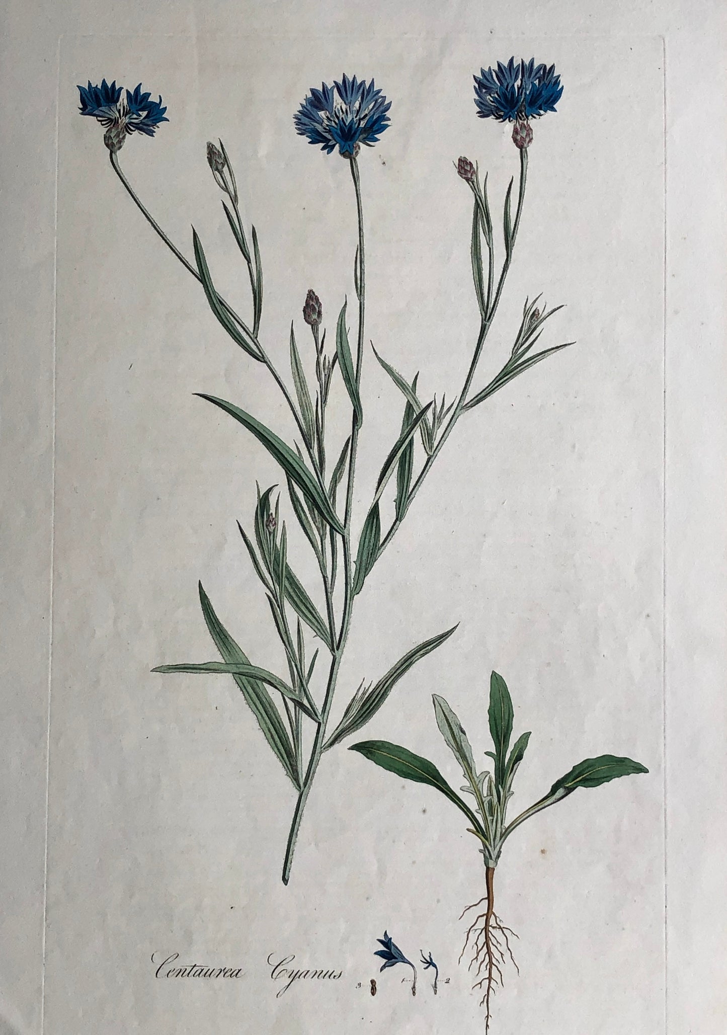 Botanical, Curtis, William, Centaurea Cyanus, Flora Londinensis c1817