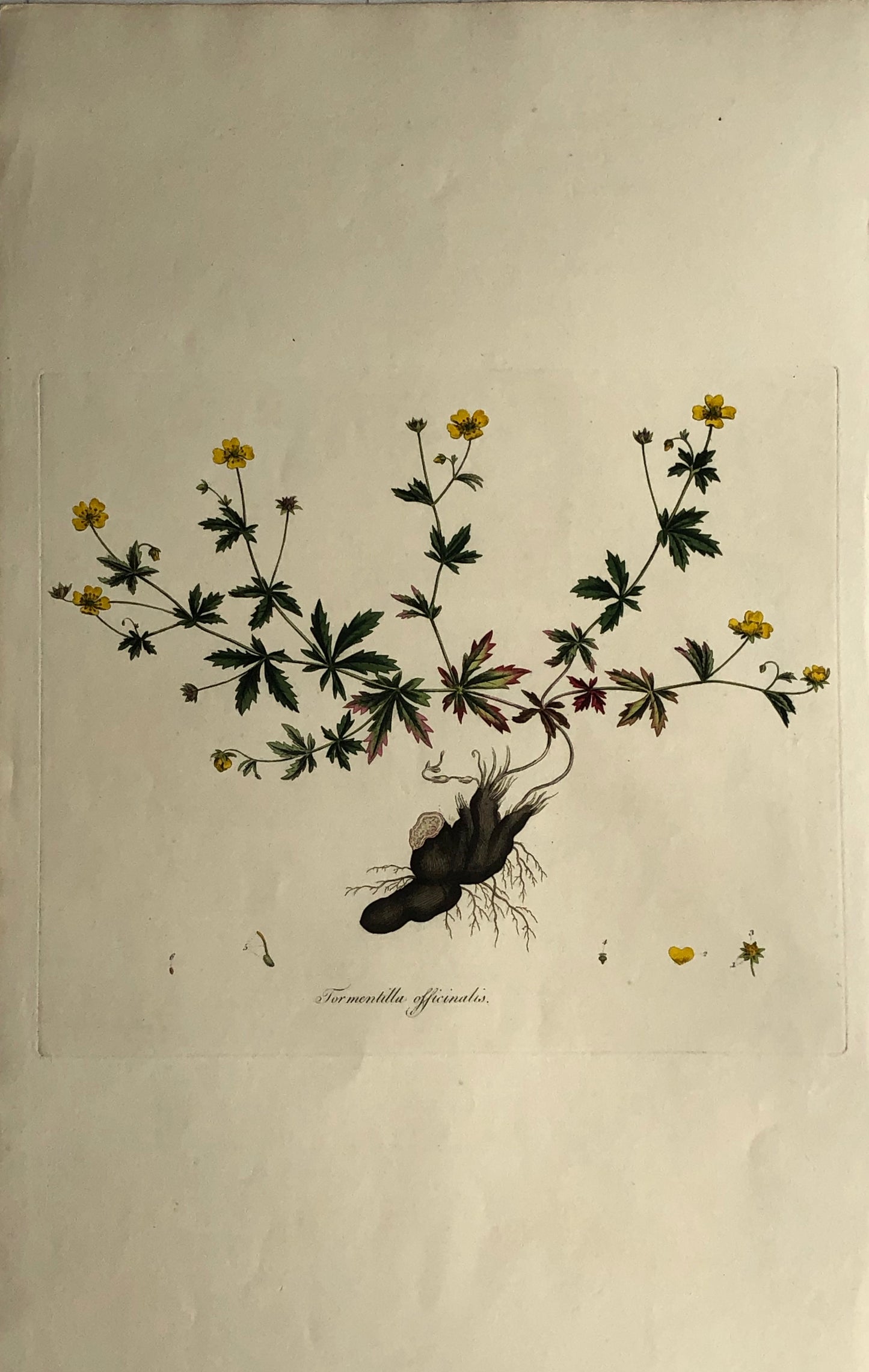 Botanical, Curtis, William, Tormentilla Officinalis, Flora Londinensis c1817,
