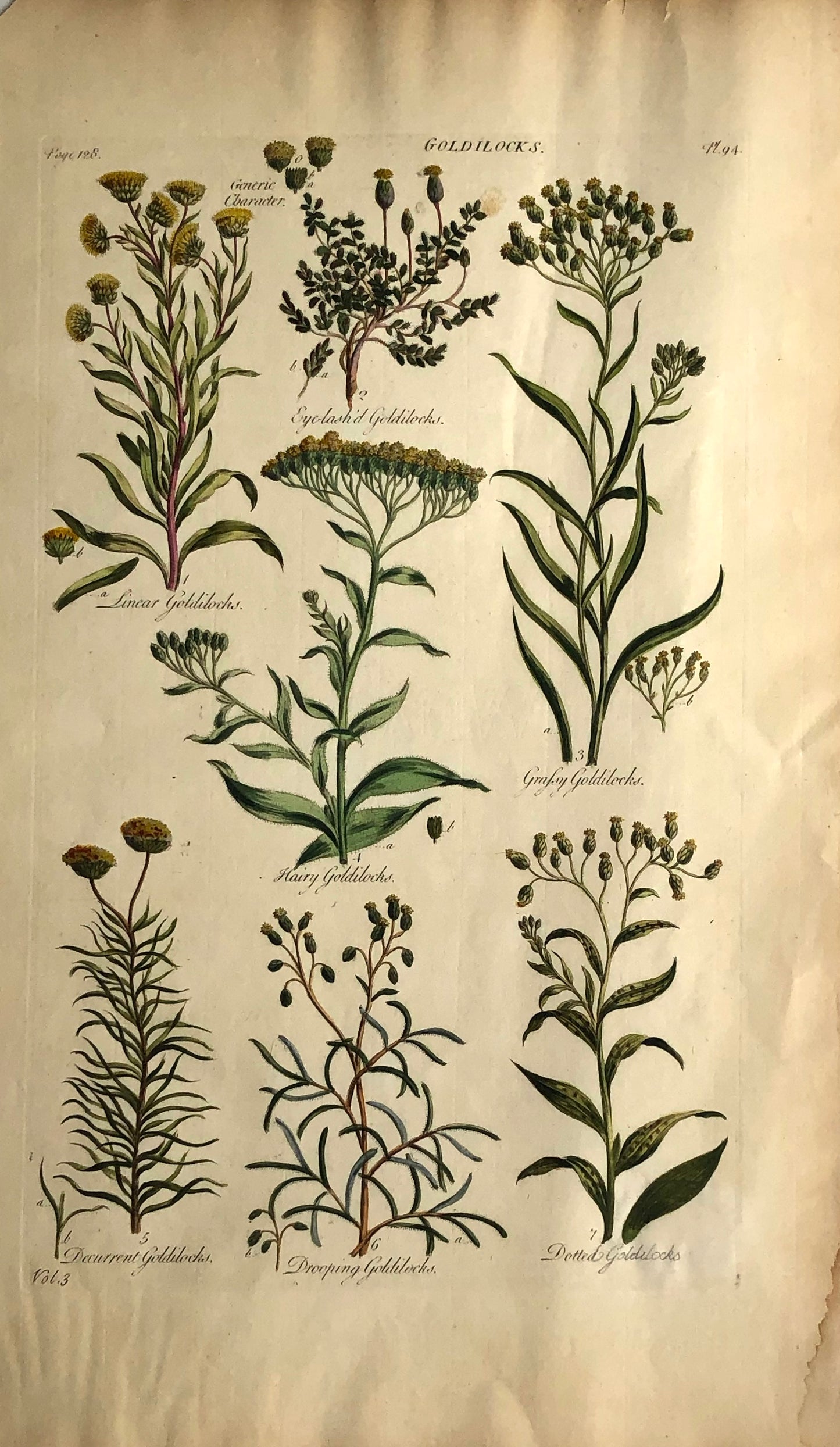Botanical, Hill, Sir John: Goldilocks, The Vegetable System, London: 1770-1775.