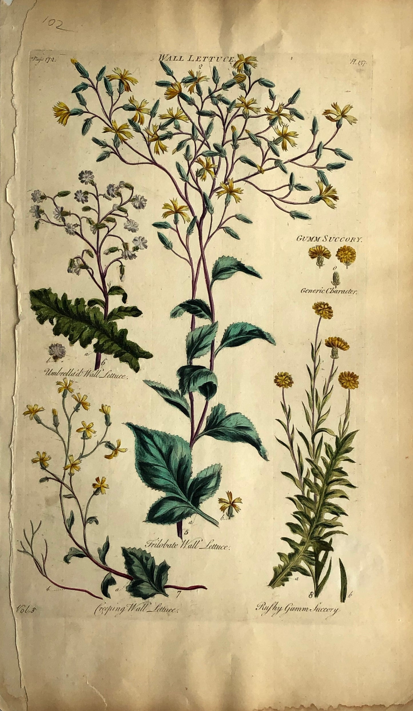 Botanical, Hill, Sir John: Wall Lettuce, The Vegetable System, London: 1770-1775.