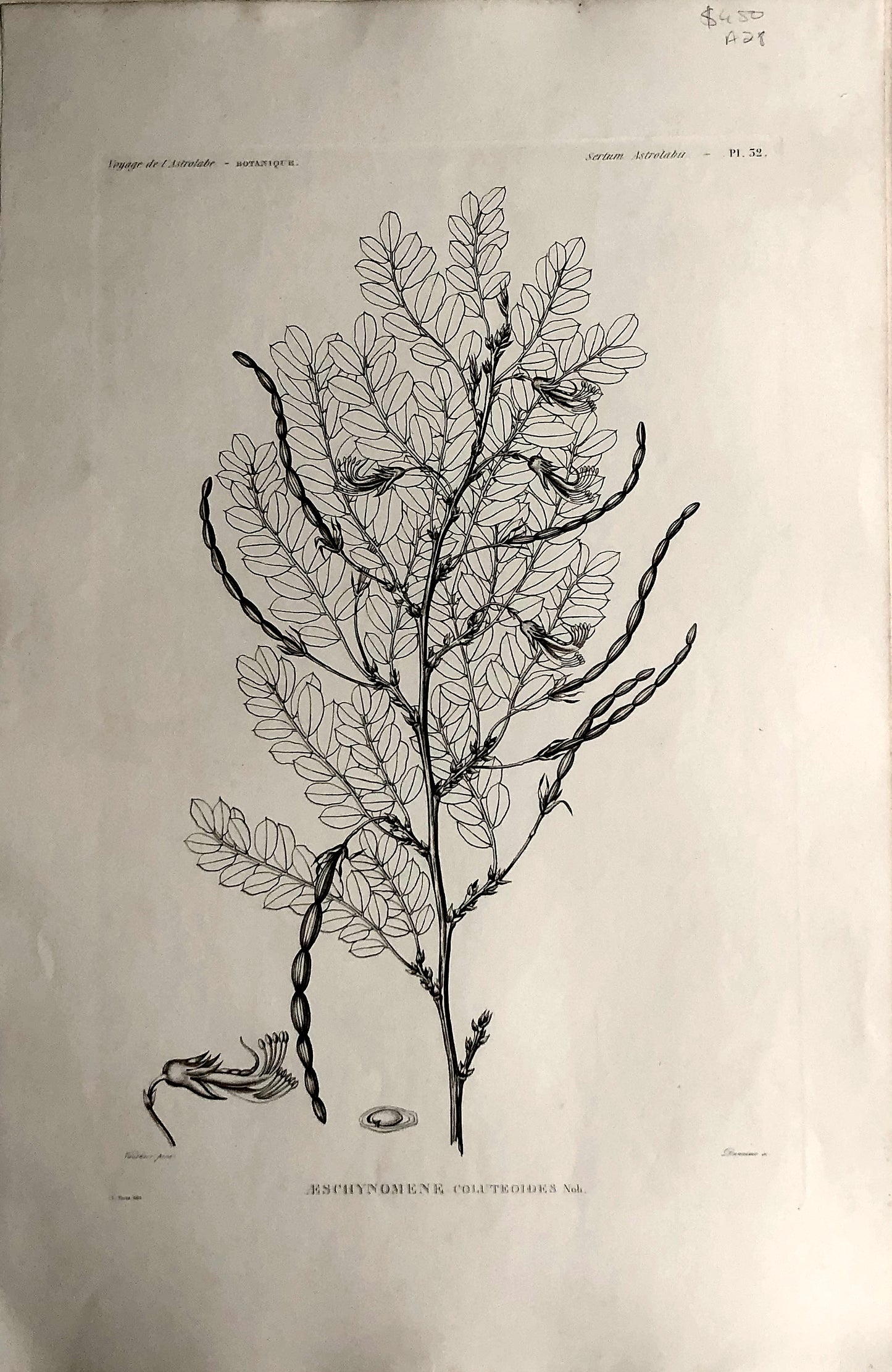 ASTROLABE: Botanical, Aeschynomene, Flore de la Australis, TASTU, J, Paris, 1826-1829 Copperplate Engraving