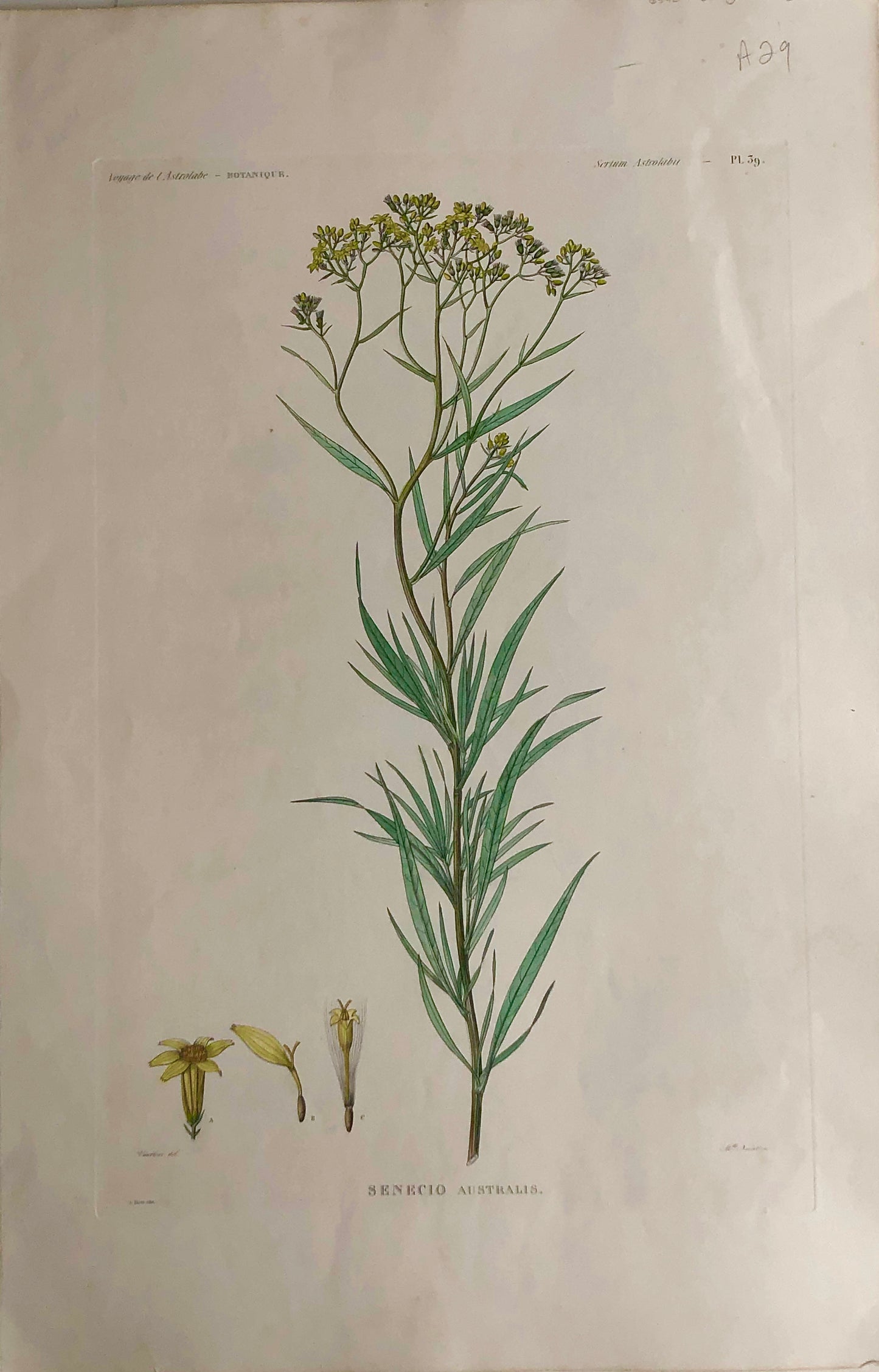 ASTROLABE: Botanical, Senecio, Flore de la Australis, TASTU, J, Paris, 1826-1829 Hand Coloured Copperplate Engraving
