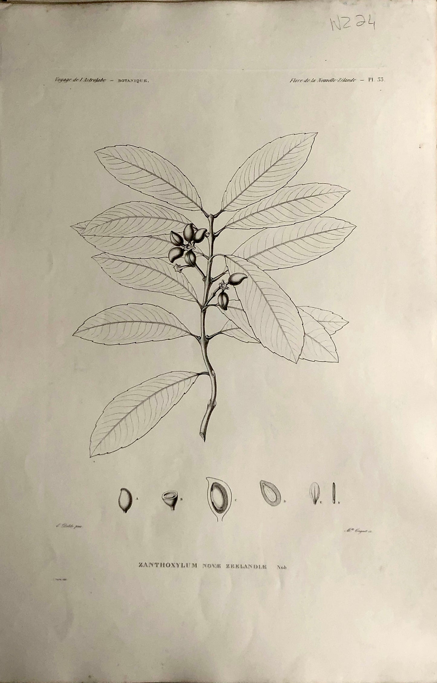 ASTROLABE: Botanical, Zanthoxylum Novae Zeelande, Flore de la Nouvelle Zelannde, TASTU, J, Paris, 1826-1829 Copperplate Engraving NZ