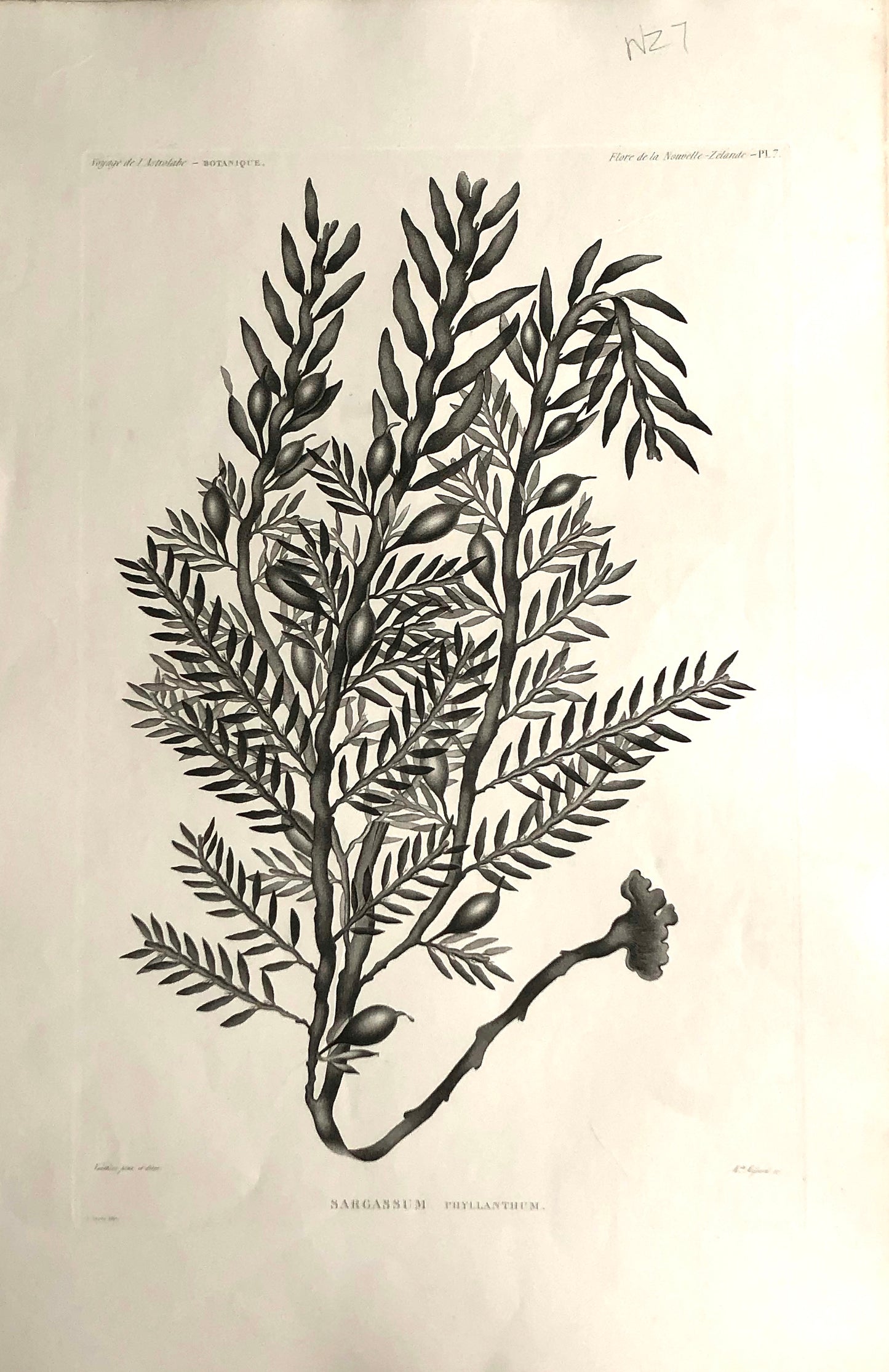 ASTROLABE: Botanical, Sargassum Phyllanthum var Aphylla, Flore de la Nouvelle Zelande: TASTU, J, Paris, 1826-1829 Copperplate Engraving NZ