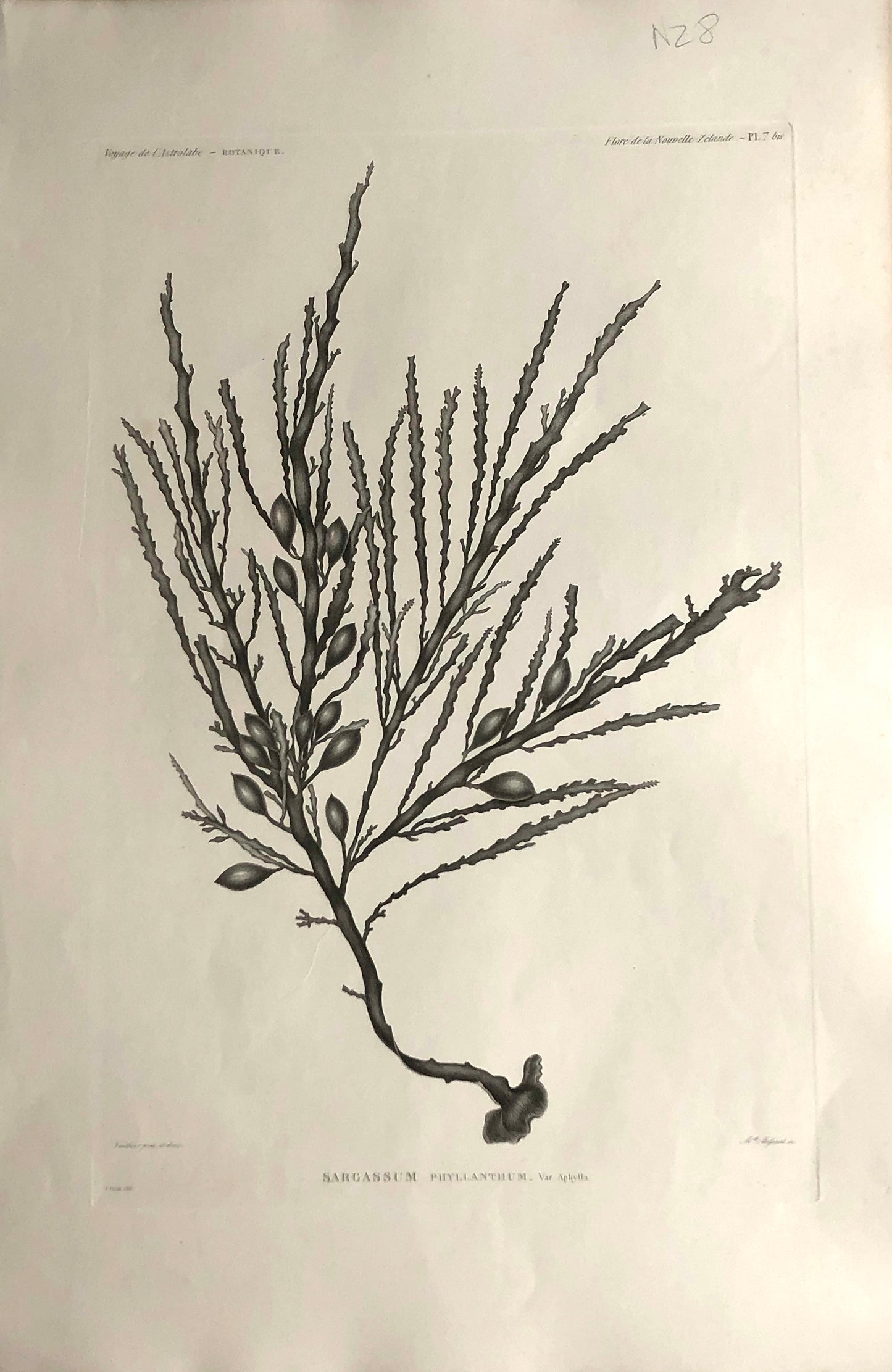ASTROLABE: Botanical, Sargassum Phyllanthum, Flore de la Nouvelle Zelannde, TASTU, J, Paris, 1826-1829 Copperplate Engraving NZ