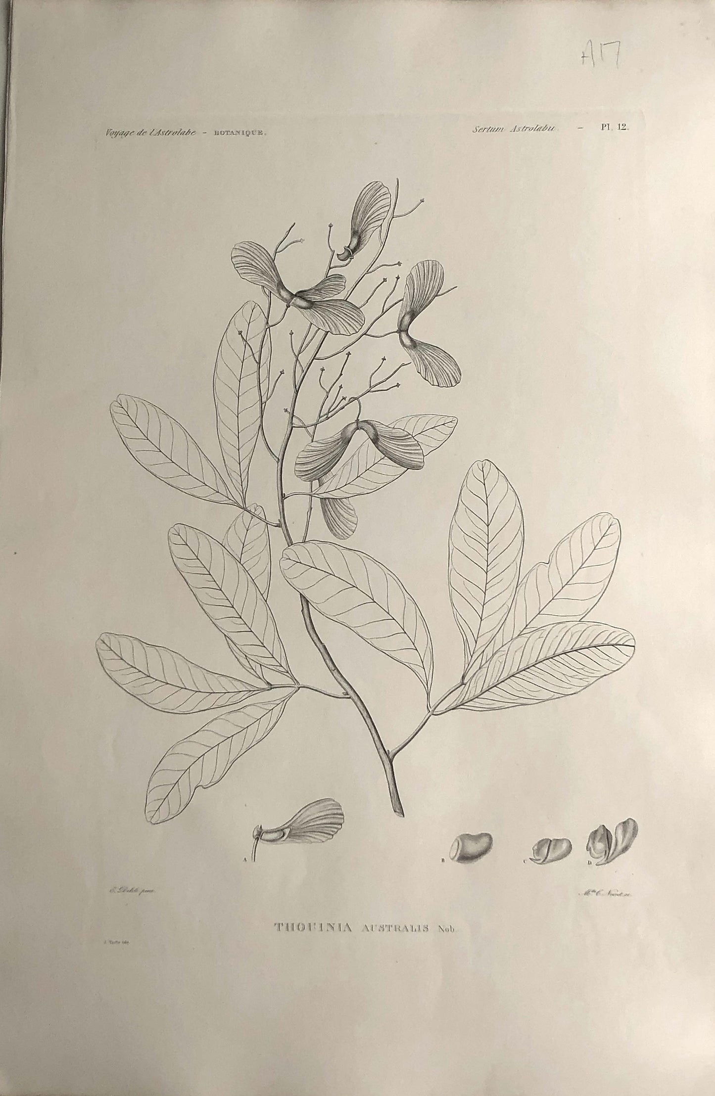 ASTROLABE: Botanicals, Thouinia Australis , Flora de la Australis, TASTU, J, Paris, 1826-1829 Copperplate Engraving