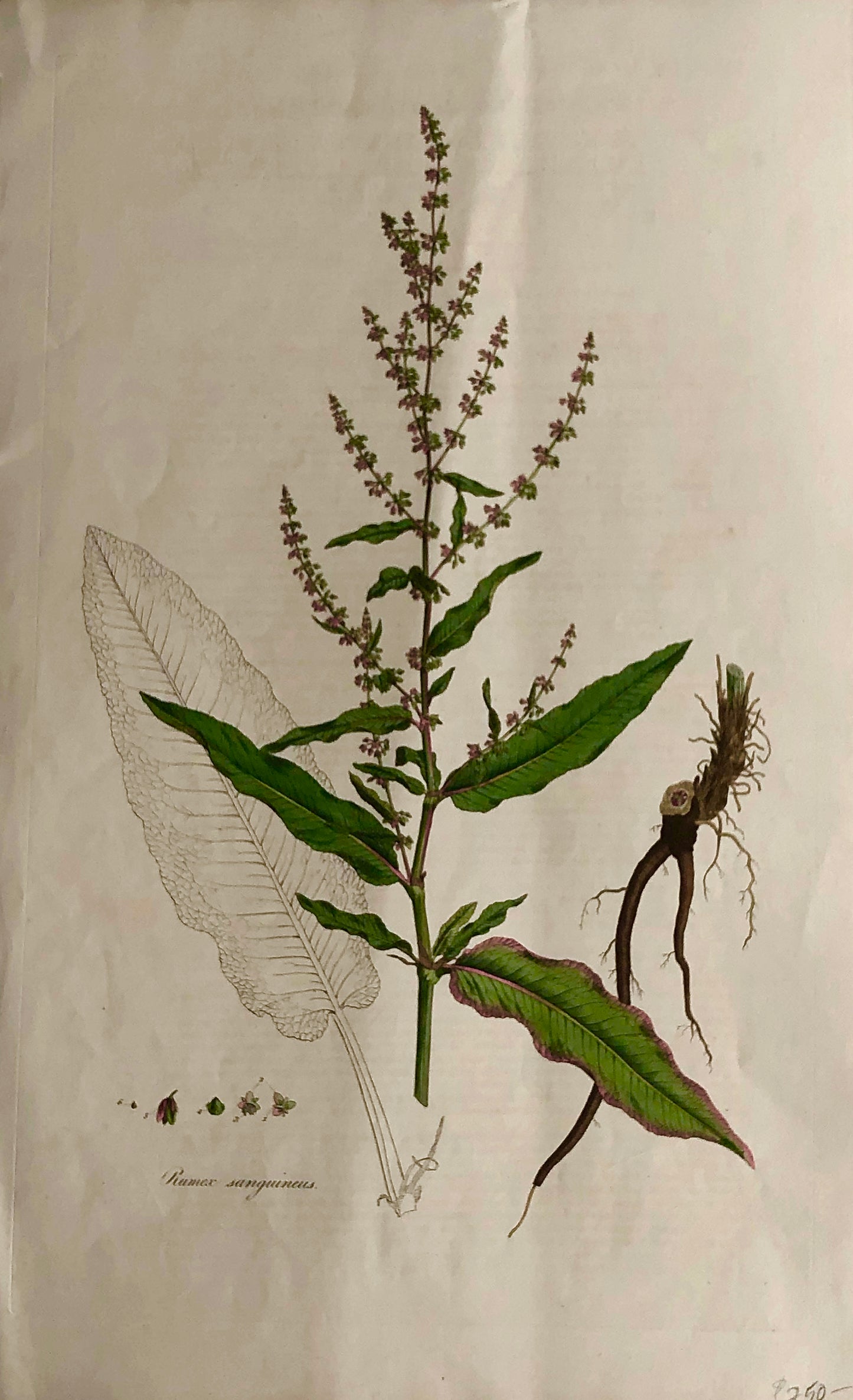 Botanical, Curtis, William: Rumex Sanguineus, Flora Londinensis c1817