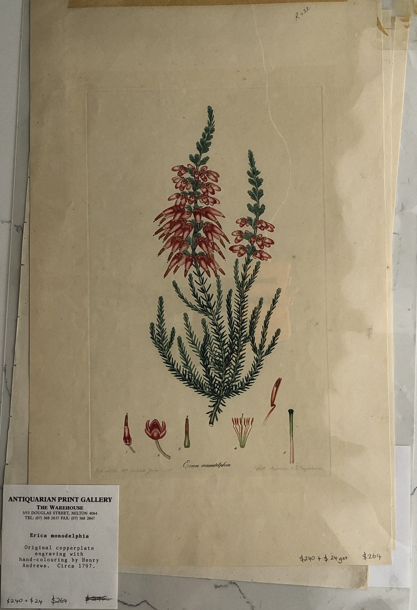 Botanical, Curtis, William, Erica Monodelphia, Flora Londonensis, c1817