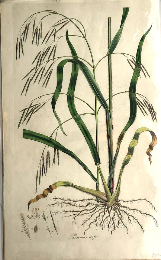 Botanical, Curtis, William, Bromus Asper, Flora Londinensis c1817