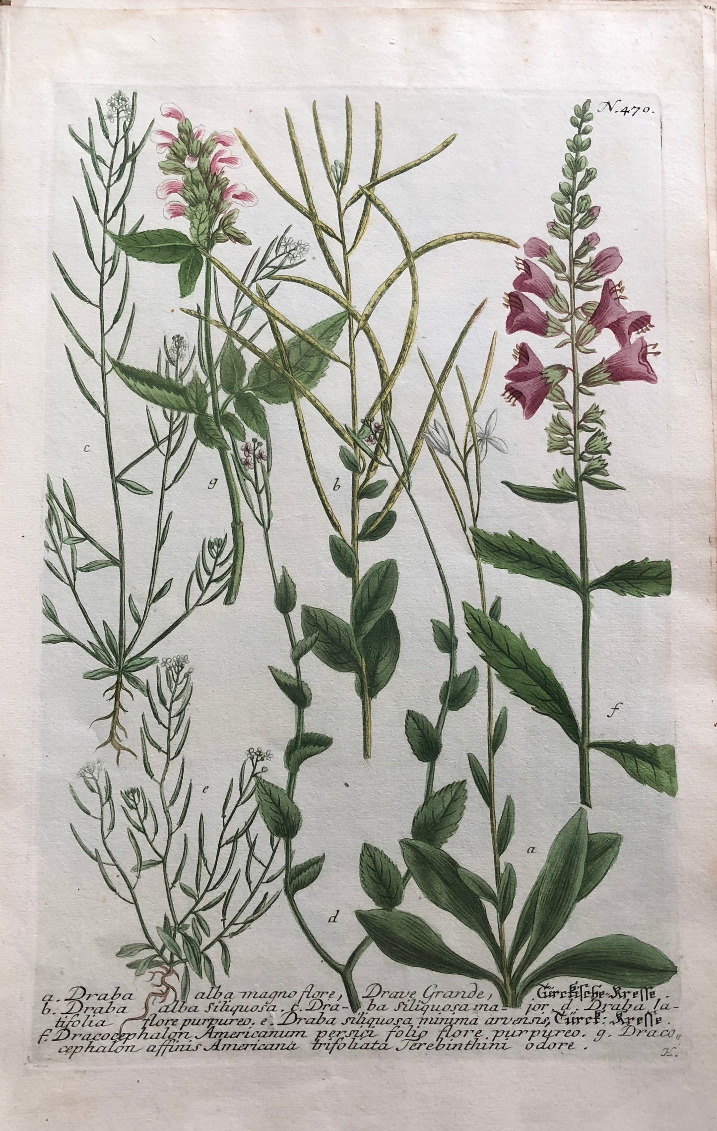 Draba Alba Magno Flore