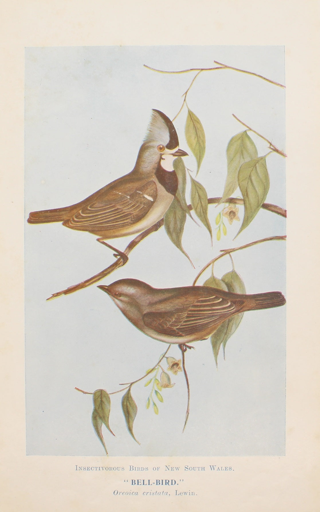 Bird, North Alfred John, Bell Bird , Insectivorous Birds of NSW, 1896-7