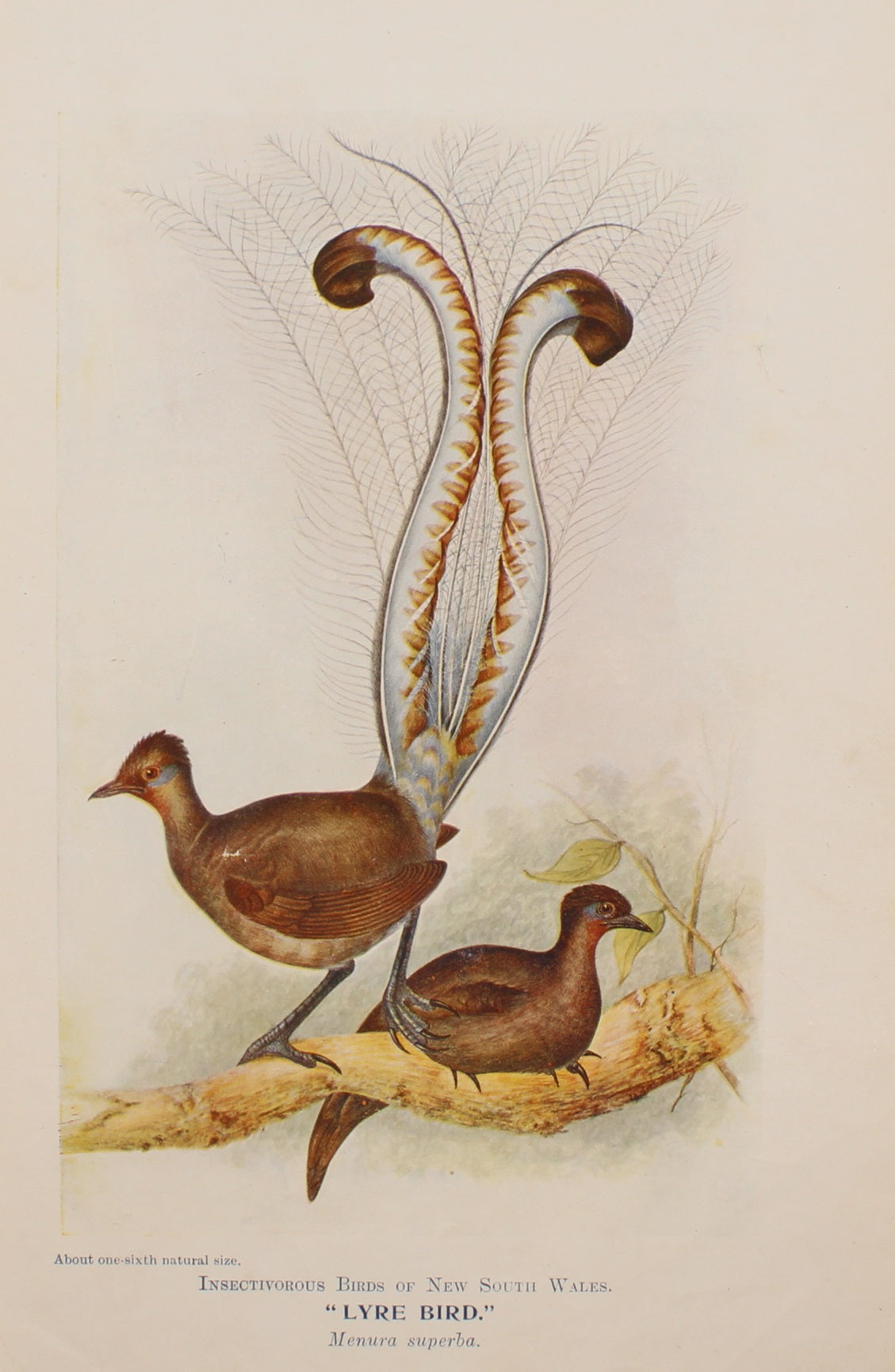 Bird, North, Alfred John, Lyre Bird, Insectiverous Birds of NSW, 1896-7