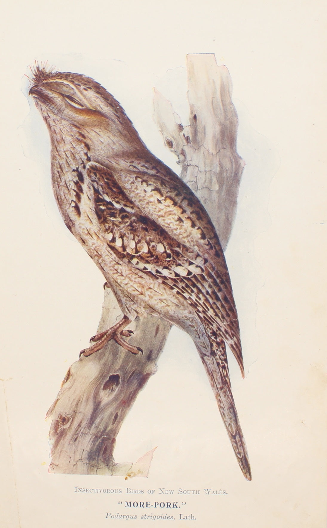 Bird, North, Alfred John, More-Pork, Insectiverous Birds of NSW, 1896-7