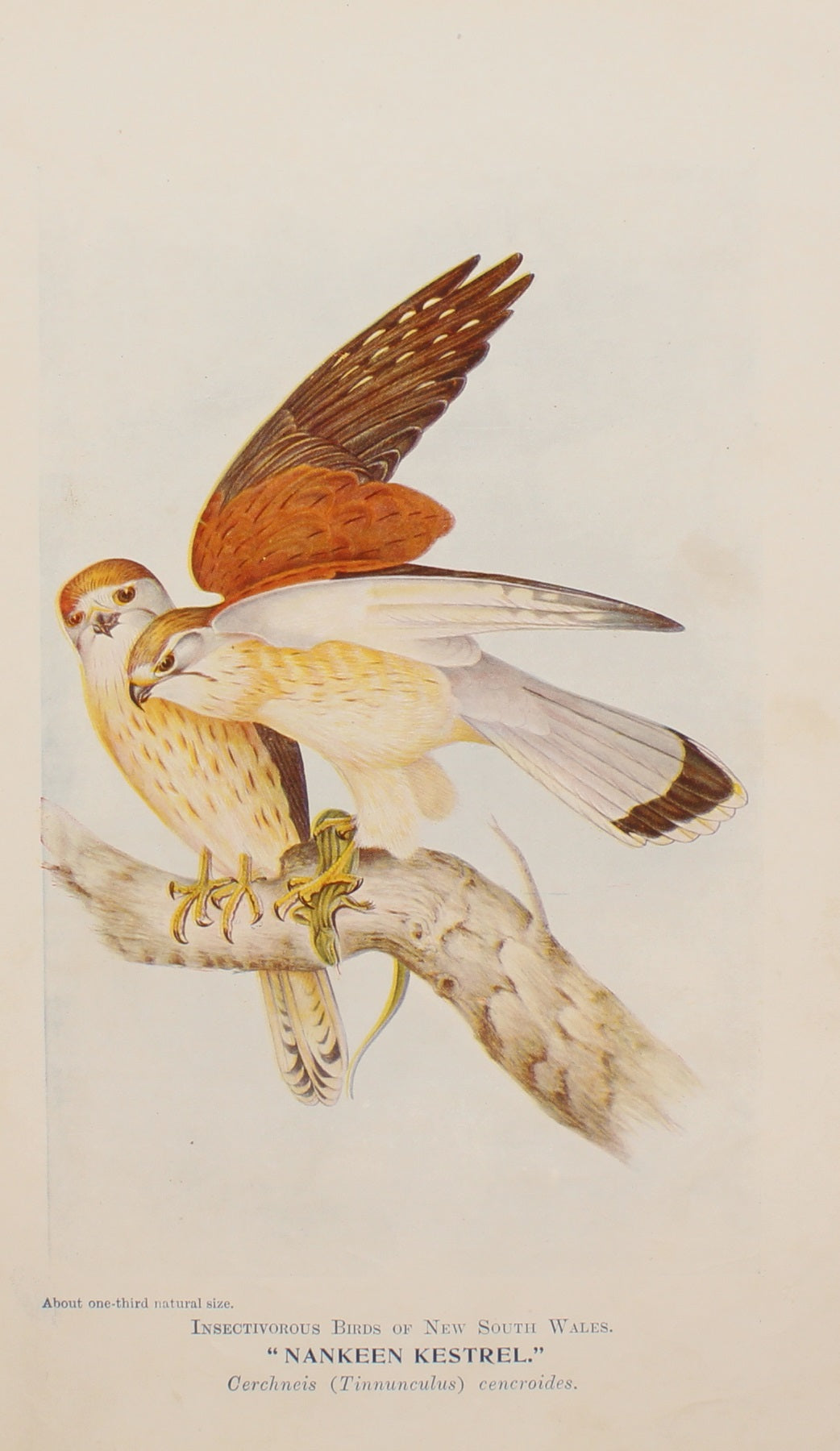 Bird, North, Alfred John, Nankeen Kestrel, Insectivorous Birds of NSW, 1896-7