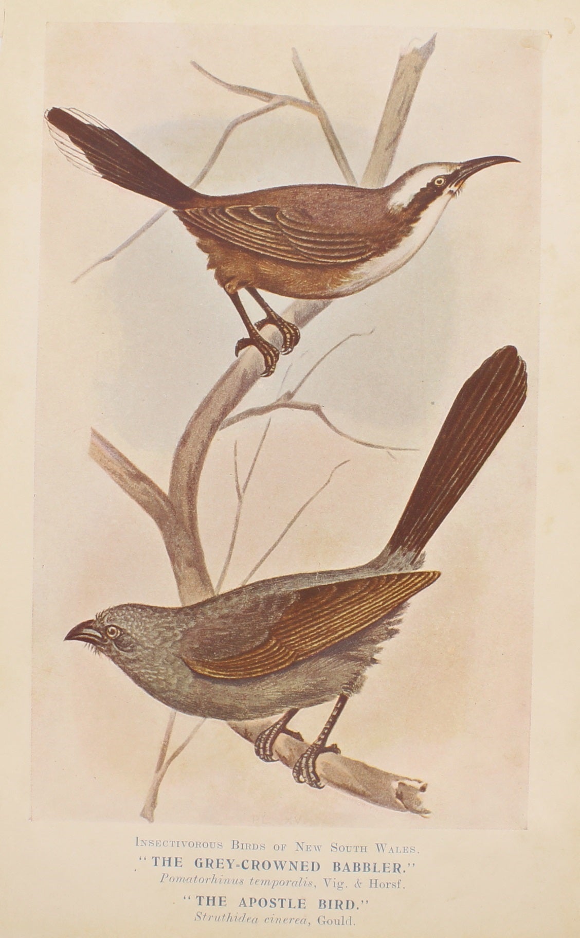 Bird, North Alfred John, Grey Crowned Babbler or Apostle Bird, Insectivorous Birds of NSW, 1896-7