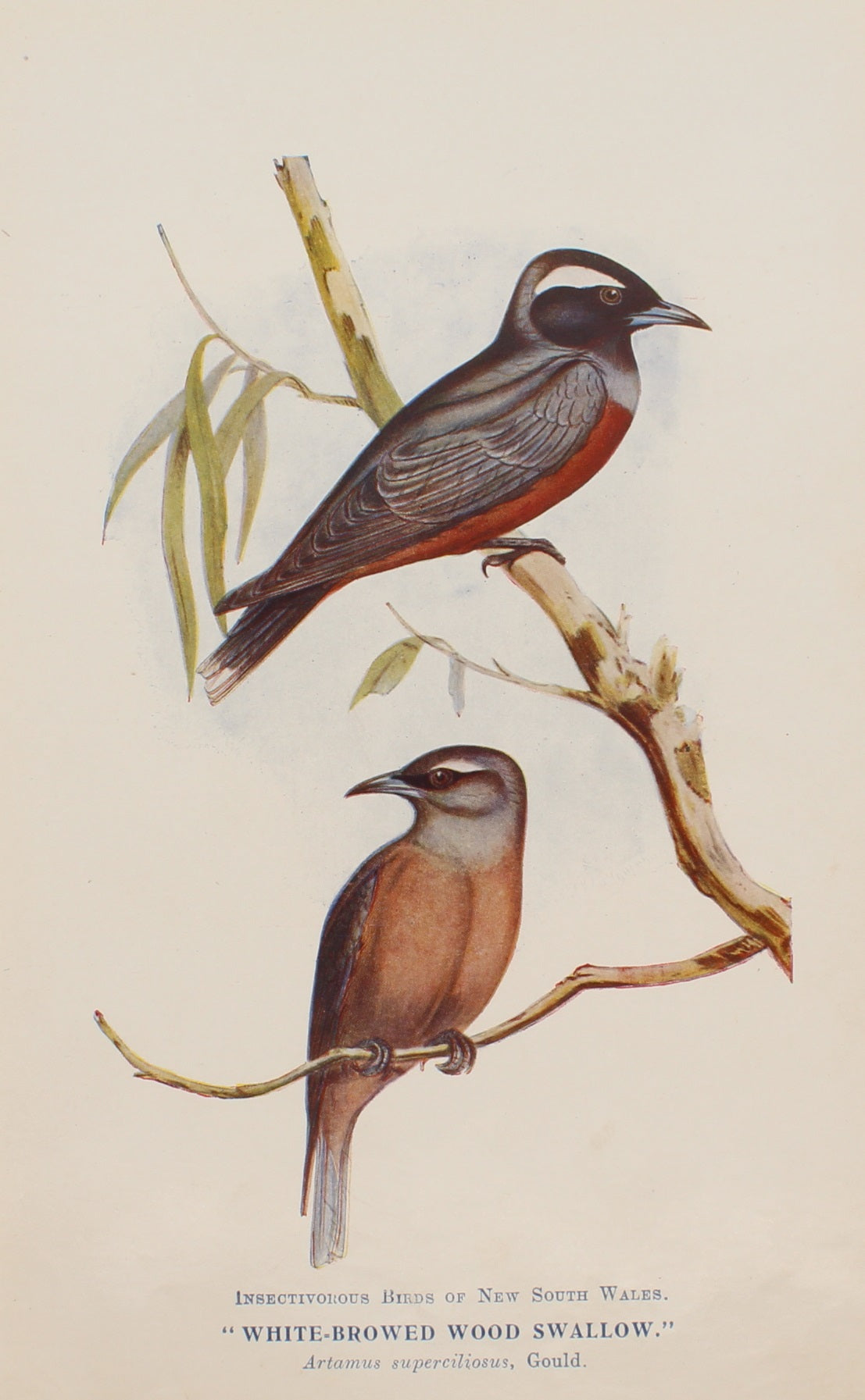 Bird, North Alfred John, White Browed Wood Swallow, Insectivorous Birds of NSW, 1896