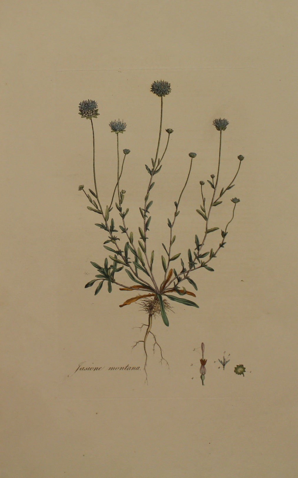 Botanical, Curtis William, Jasione Montana, Hairy Sheeps Scabious, Flora Londonensis, c1817