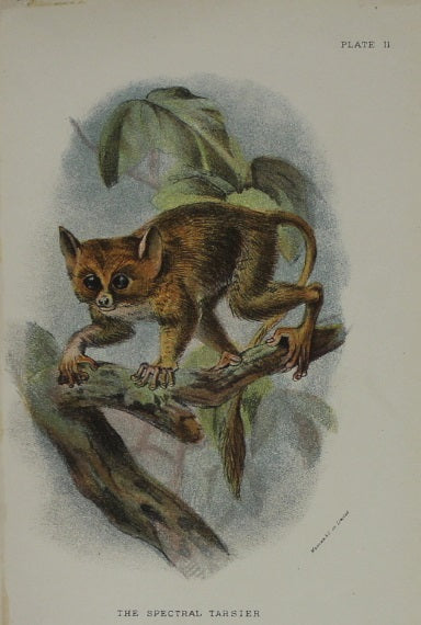 Animals, Lydekker Richard, The Spectral Tarsier 1896