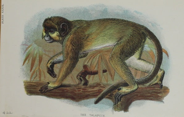 Animals, Lydekker Richard, The Talapoin, chromolithograph 1896