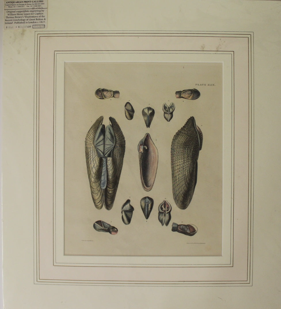 Seashells, Brown Captain Thomas, Bivalve Shells, Plate XLIX, 1827