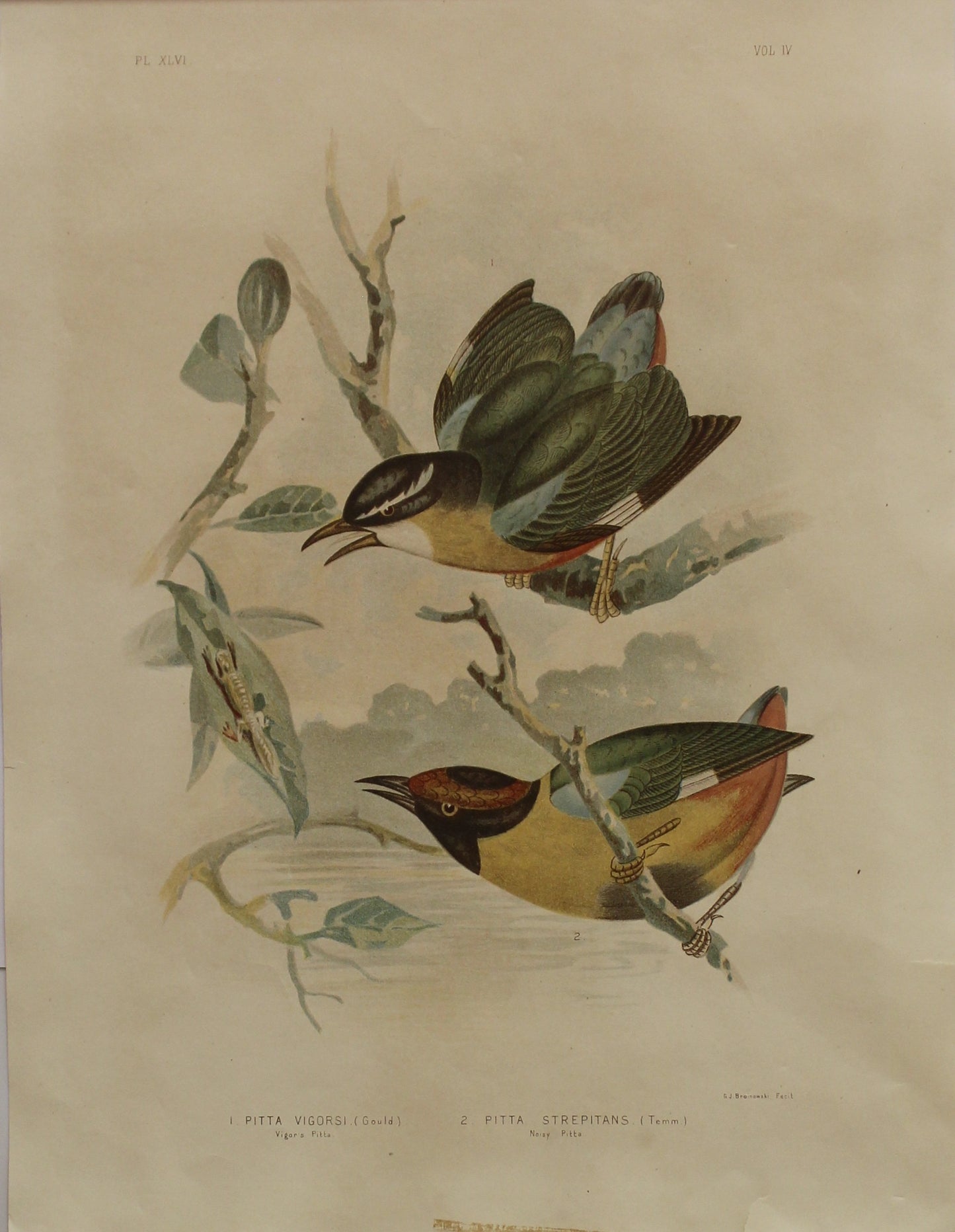 Bird: Broinowski Gracius J, Pitta Vigorisi and Pitta Strepitans, c1891