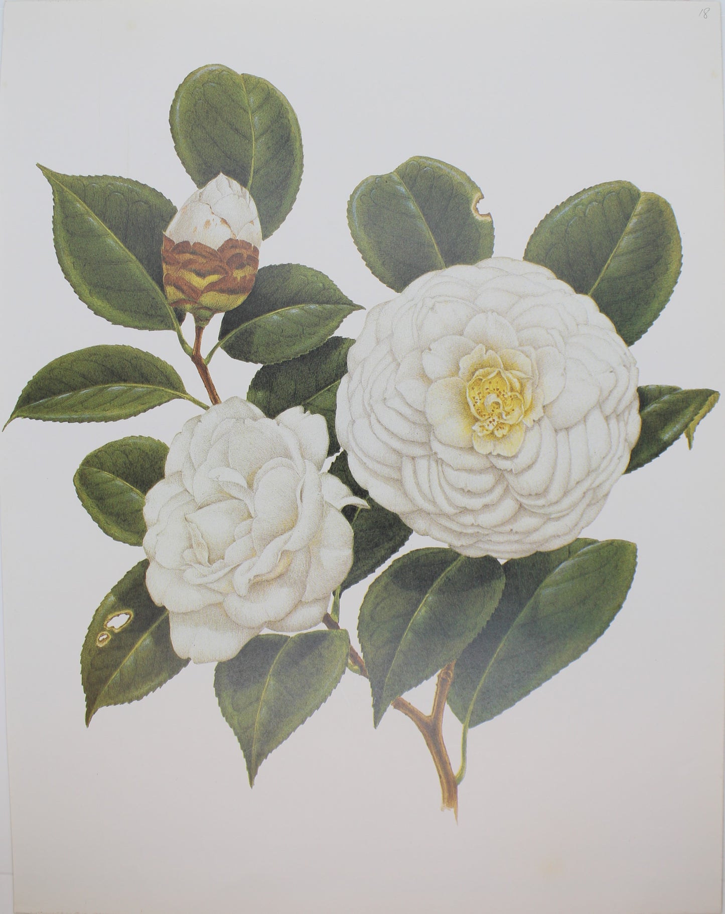 Botanical, Longhurst Peter, Camellia, Paulina Maggi, C. x Japonica, Japan, Plate 18, 1855