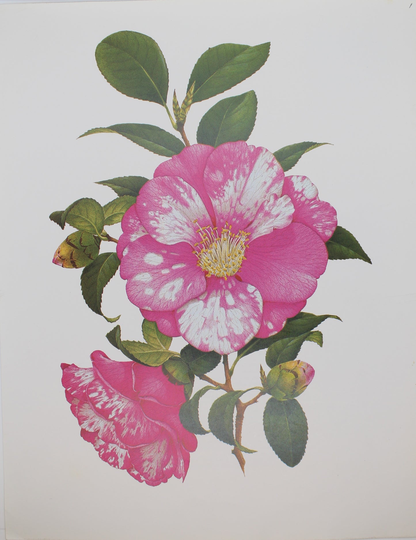 Botanical, Longhurst Peter, Camellia, Donckelarii C. x Japonica, Plate 1, 1789