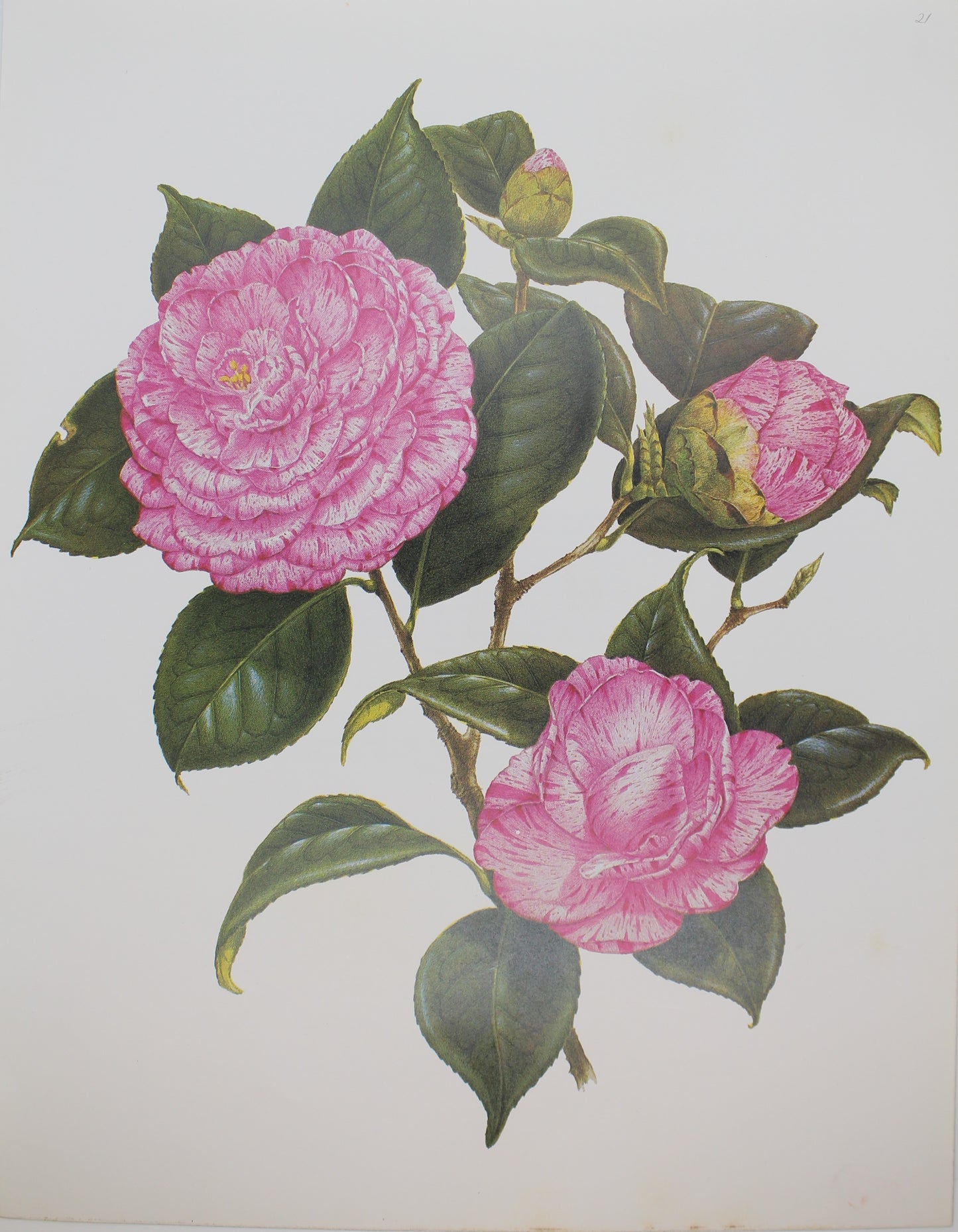 Botanical, Longhurst Peter, Camellia, Roma Risorta, C. x Japonica, Florence, Italy, Plate 21, 1874