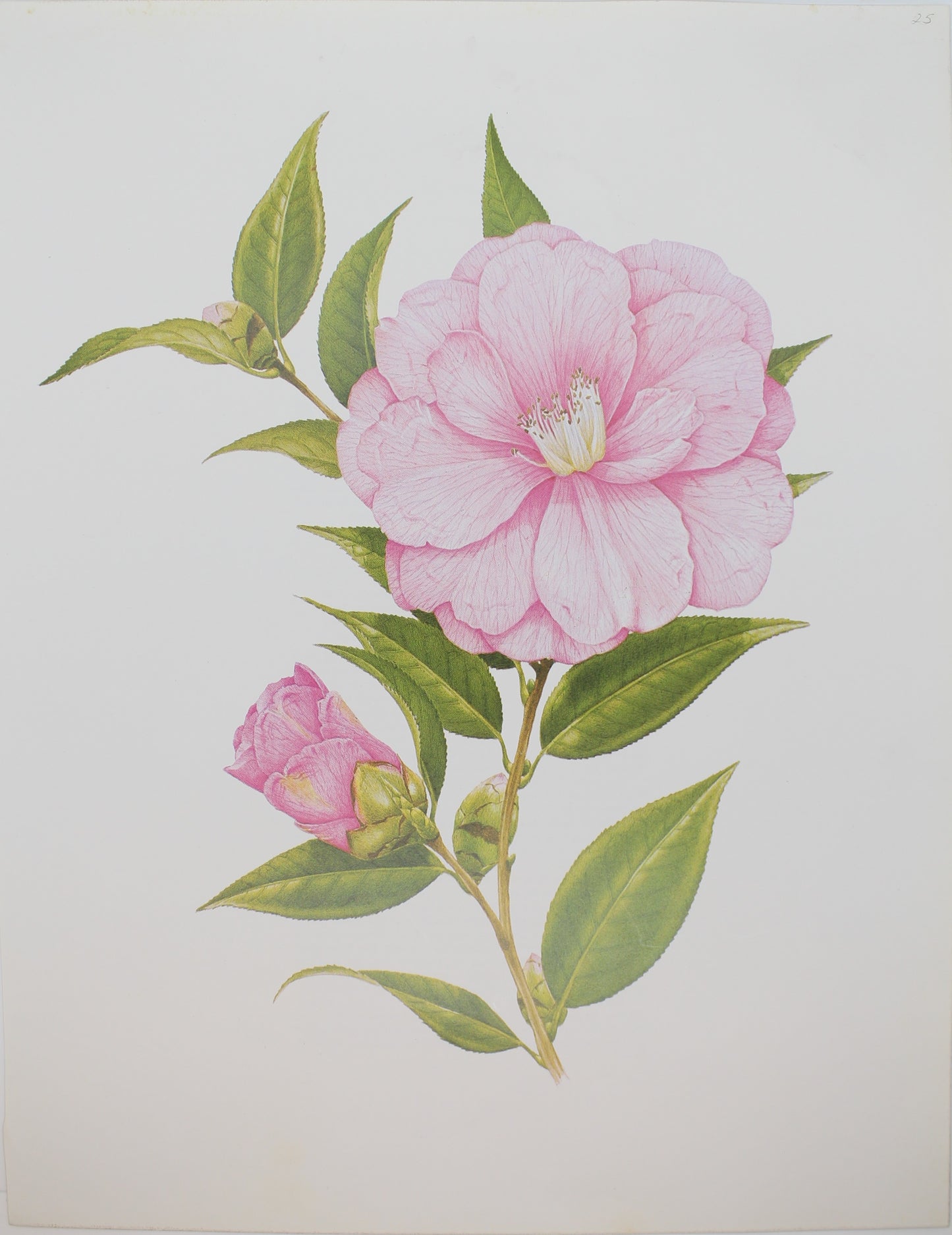 Botanical, Longhurst Peter, Camellia, Donation, C. x Williamsaii, Sussex UK, Plate 25,
