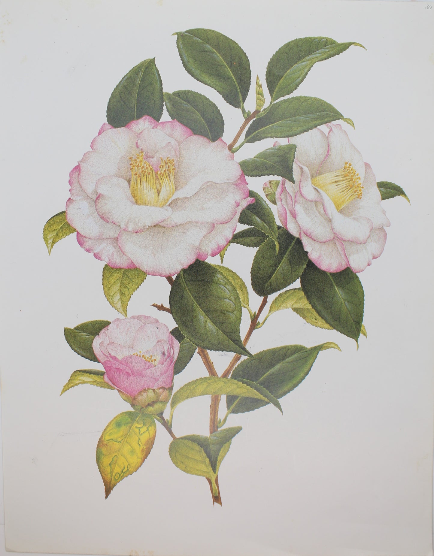 Botanical, Longhurst Peter, Camellia, Dr Tinsley, C. x Japonica, Plate 30, 1949