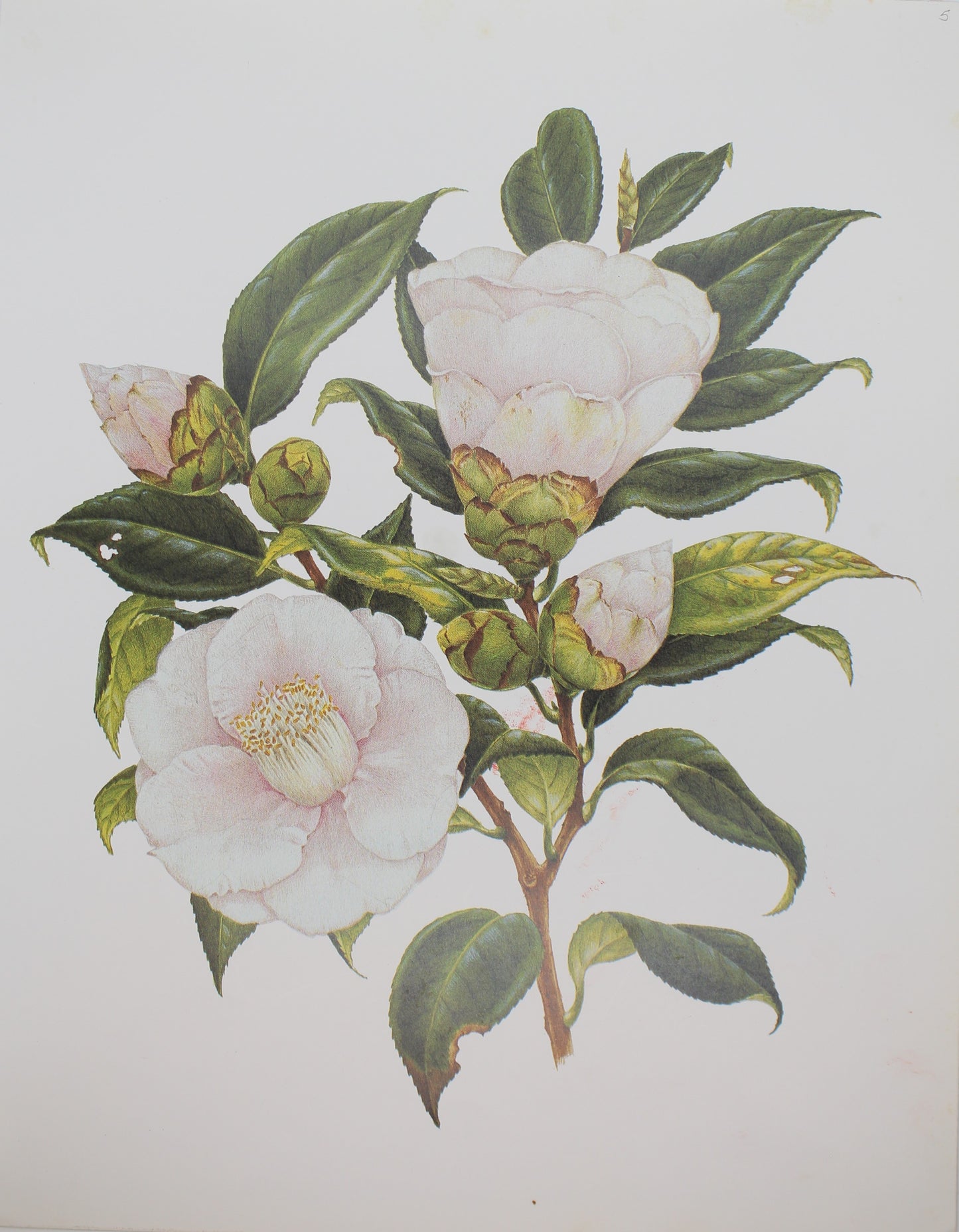 Botanical, Longhurst Peter, Camellia, Cho-cho-san, C. x Japonica, Japan, Plate 5, 1936